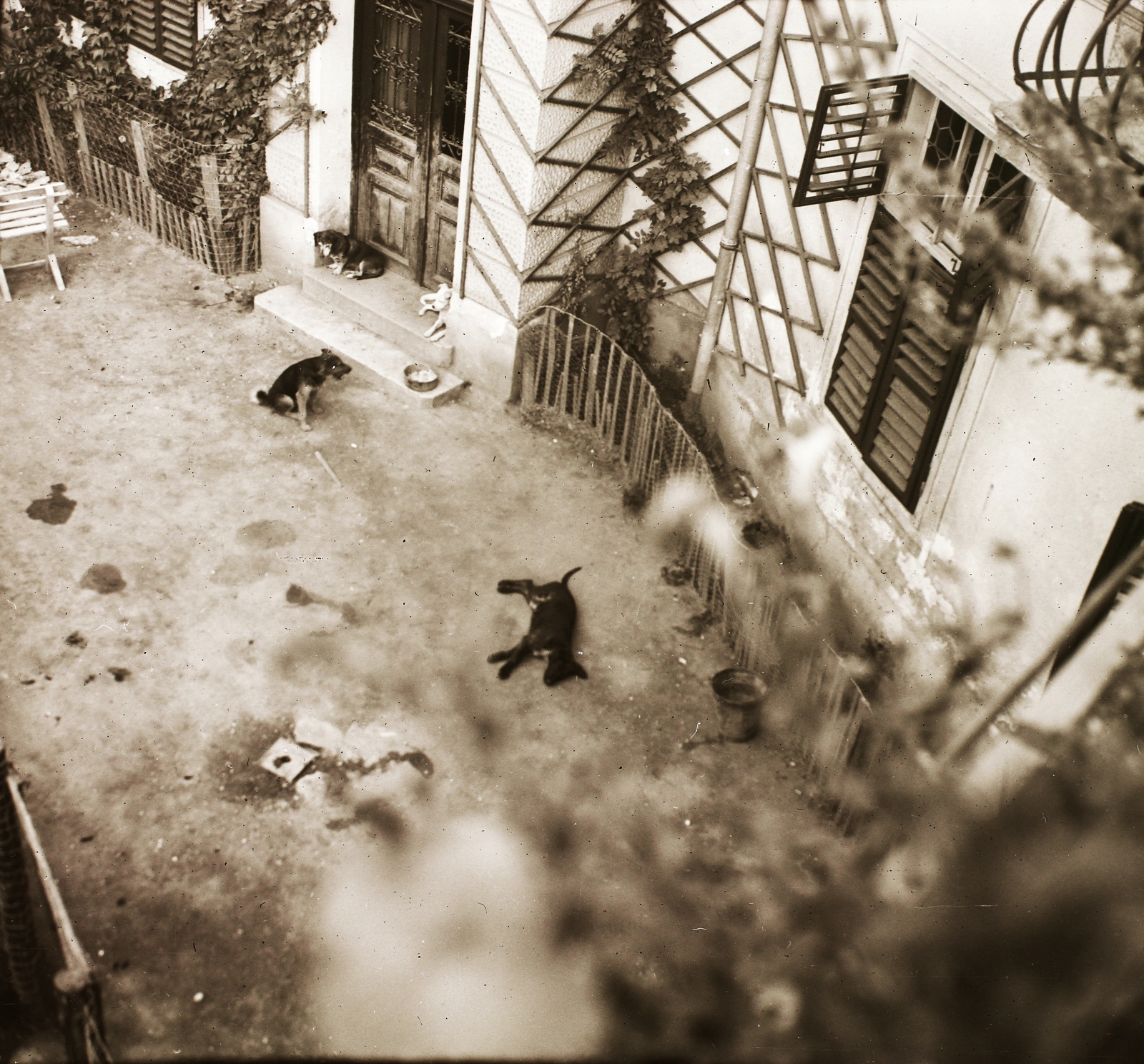1939, Ebner, yard, summer, dog, Fortepan #92166