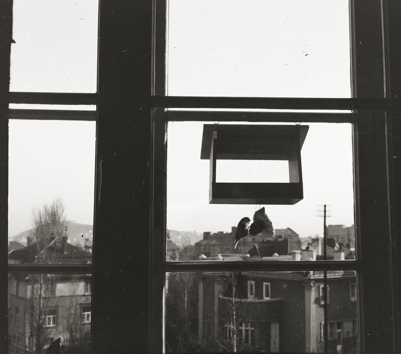 Hungary, Budapest XII., Tóth Lőrinc utca 14., az ablakban jobbra az Istenhegyi út 7/a hátsó frontja látszik, háttérben a Sas-hegy., 1939, Ebner, bird, window, Budapest, Fortepan #92215