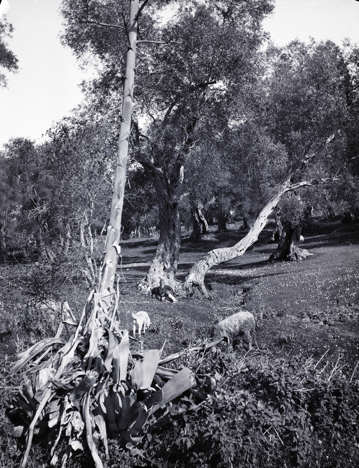 Görögország, Korfu, olajfák., 1900, Zichy, fa, Fortepan #9222