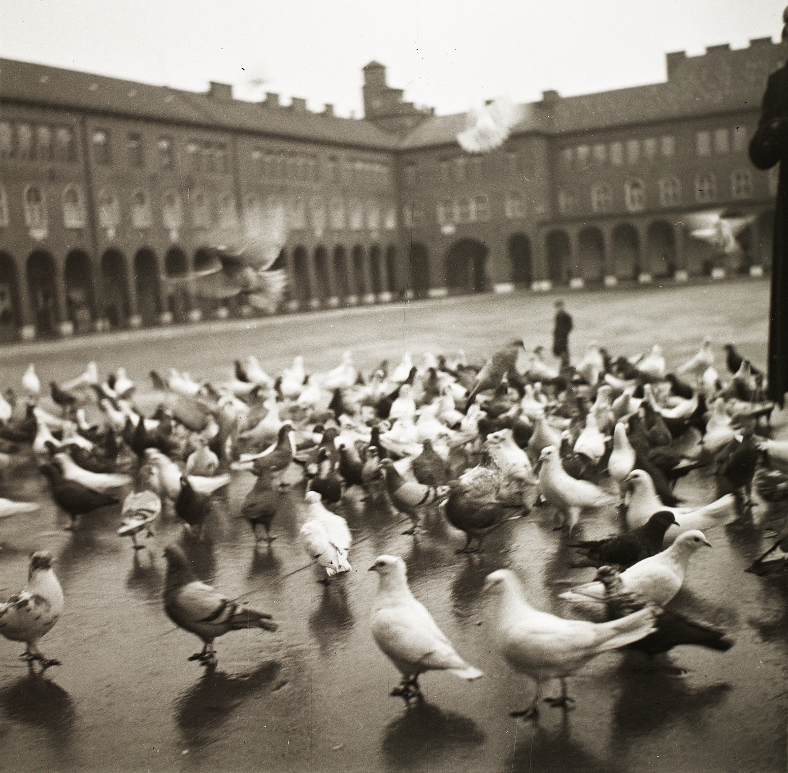 Hungary, Szeged, Dóm tér., 1939, Ebner, square, dove, Fortepan #92223
