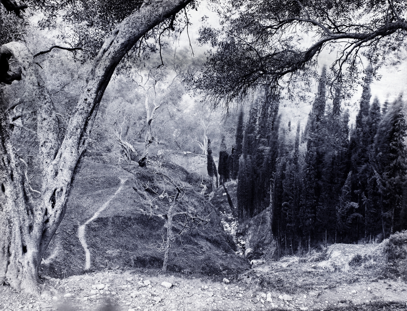 Görögország, Korfu, 1900, Zichy, fa, növény, Fortepan #9223