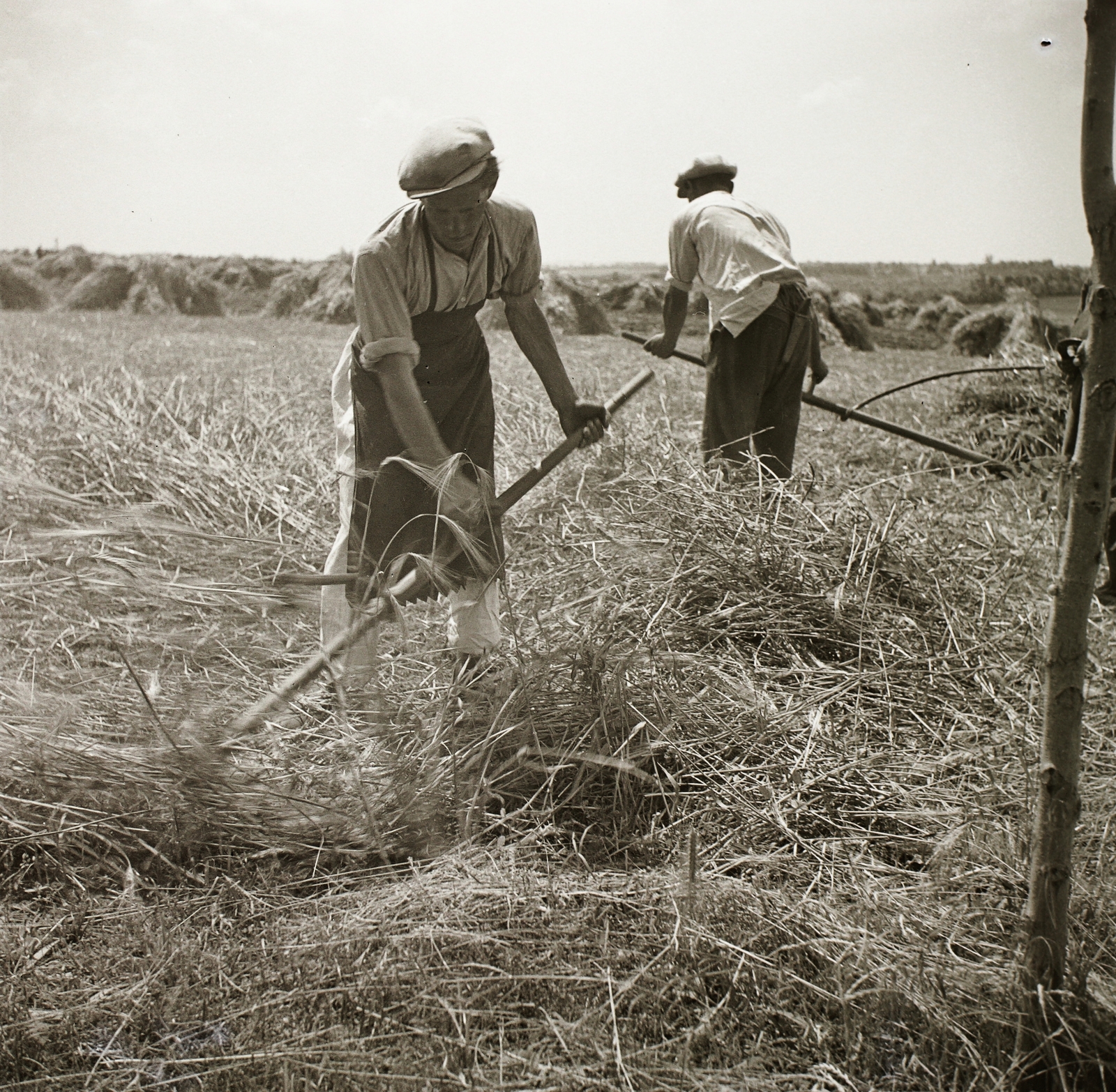 1939, Ebner, mezőgazdaság, aratás, Fortepan #92236