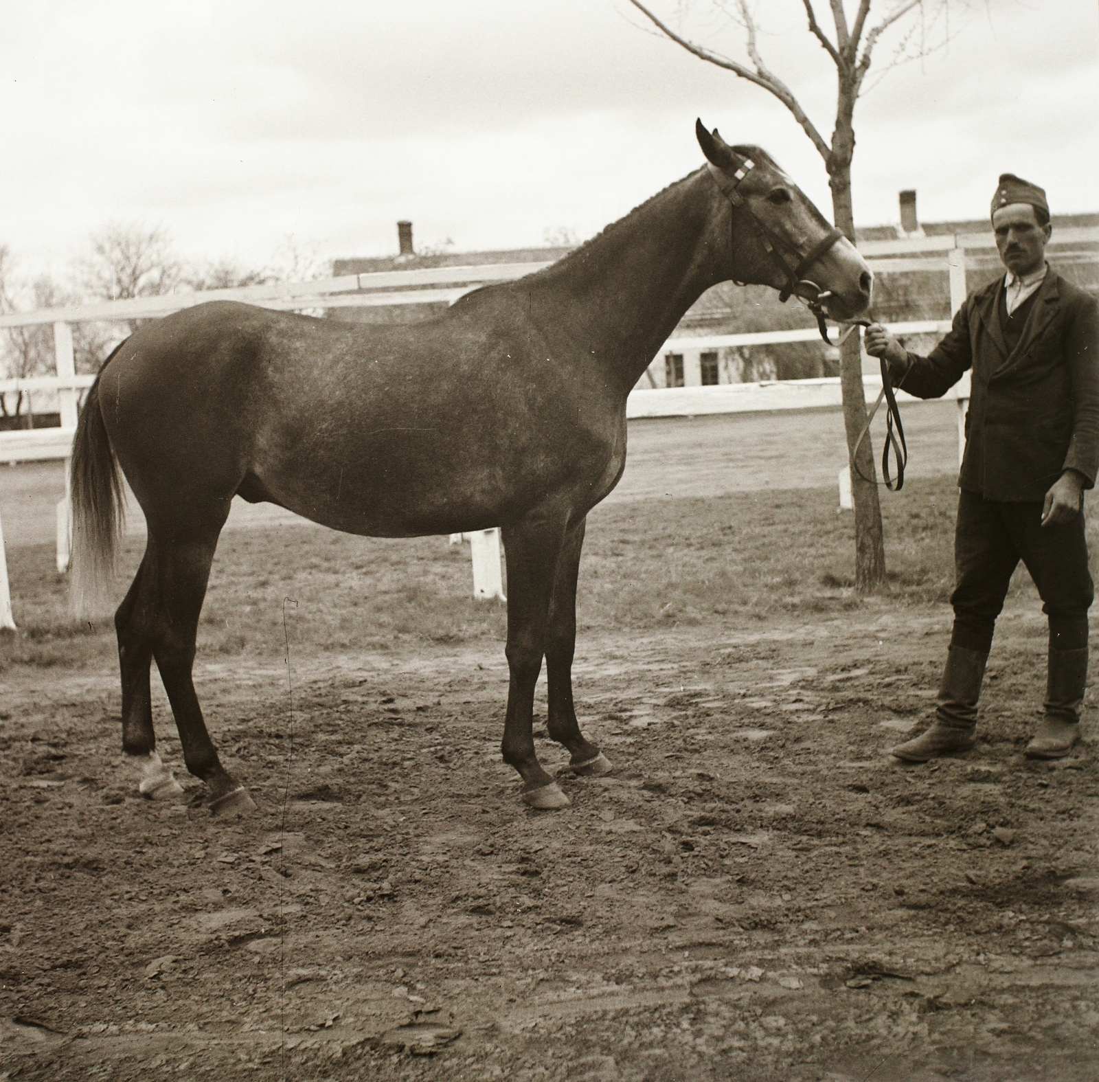 1939, Ebner, ló, Fortepan #92244