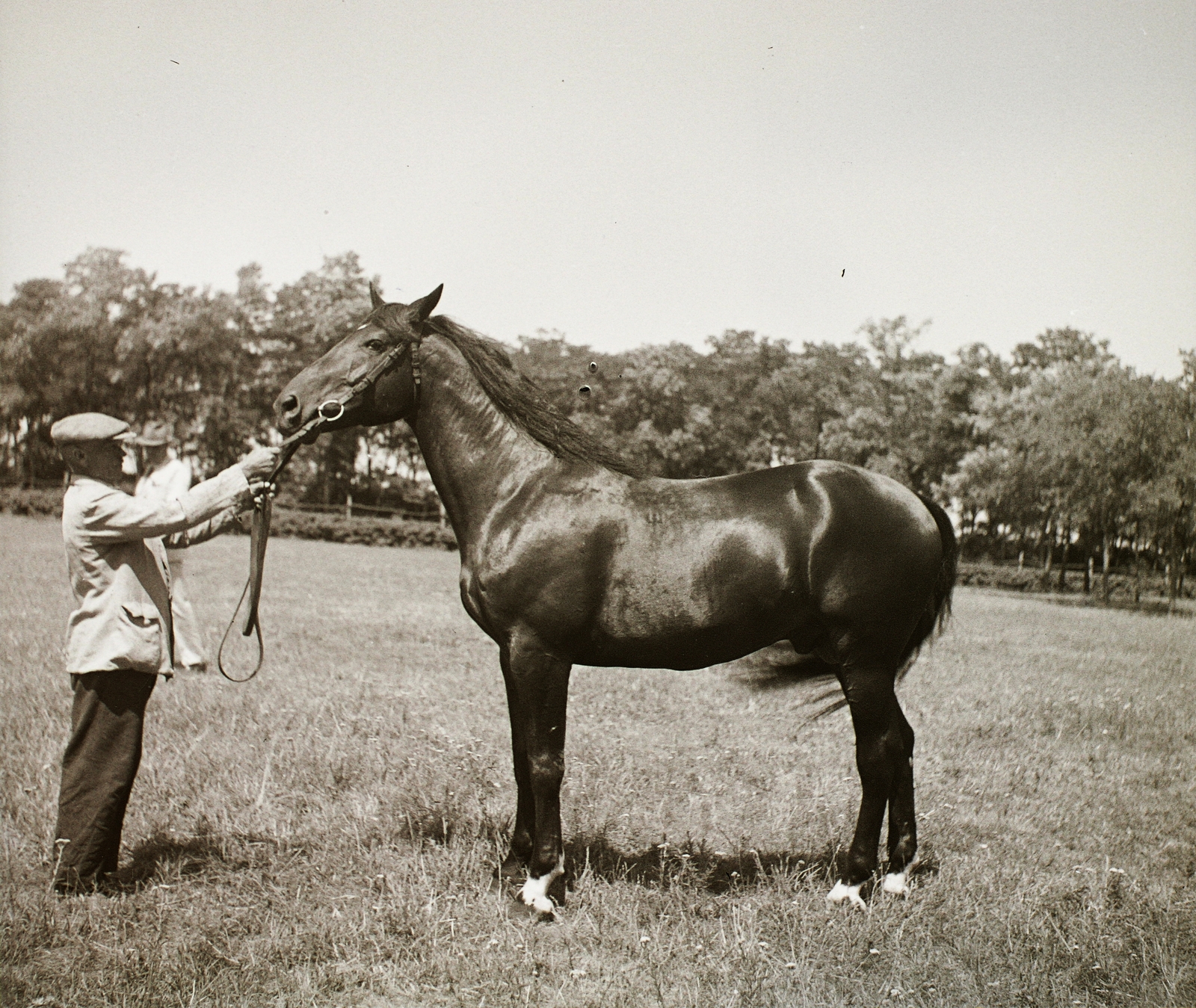 1939, Ebner, horse, Fortepan #92270