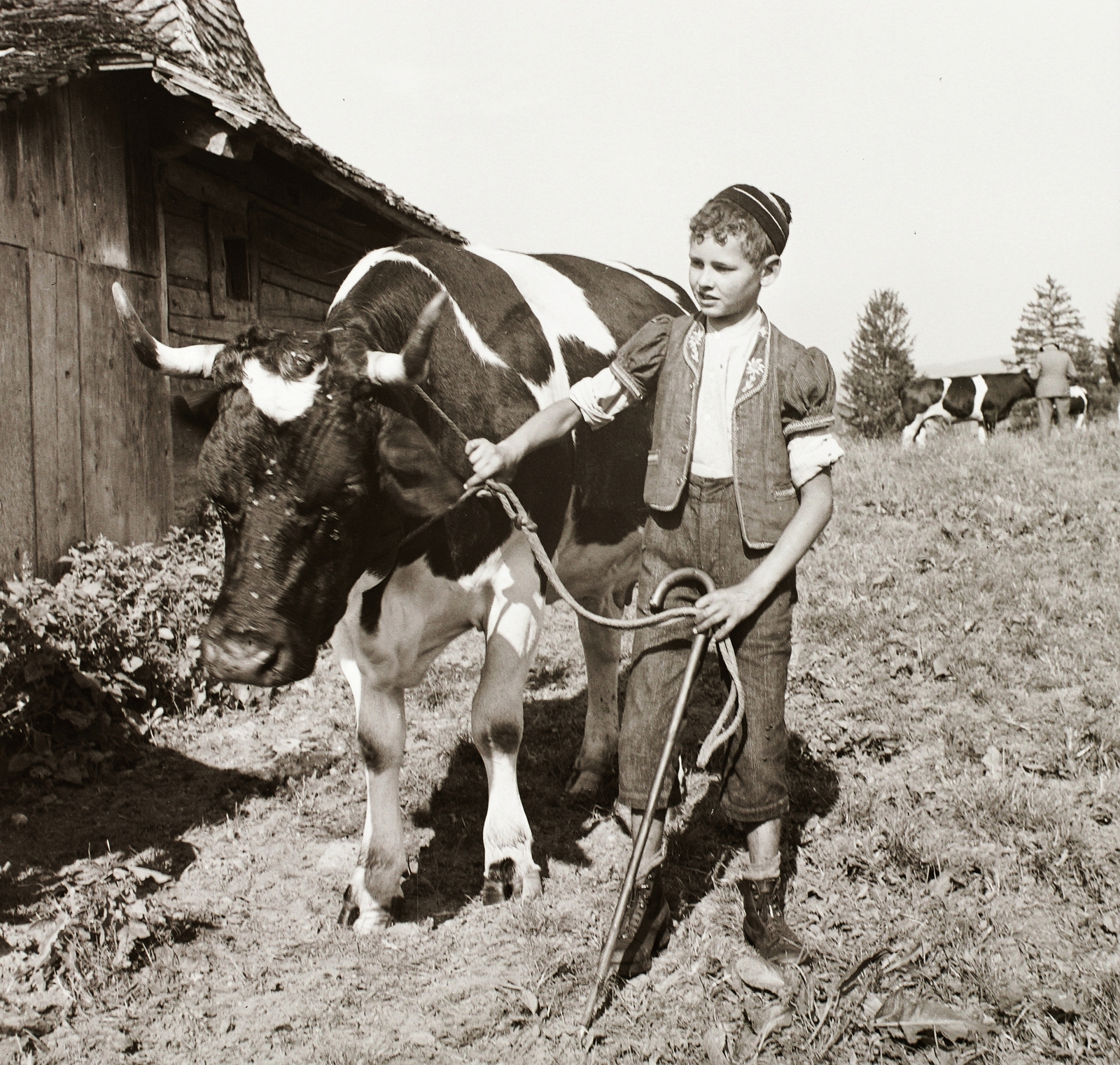1939, Ebner, szarvasmarha, pásztor, gyerek, pásztorfiú, Fortepan #92297