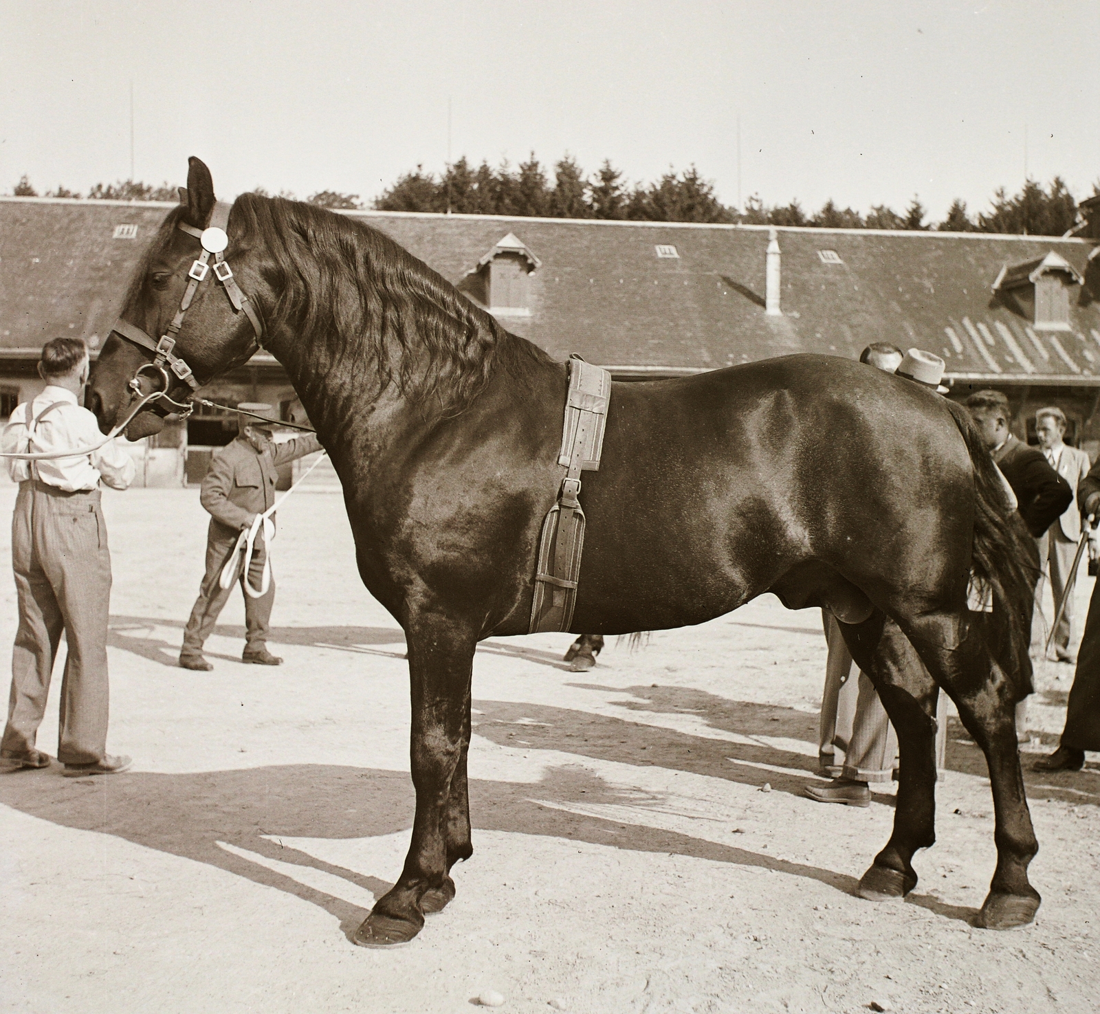 1939, Ebner, ló, lószerszám, Fortepan #92299