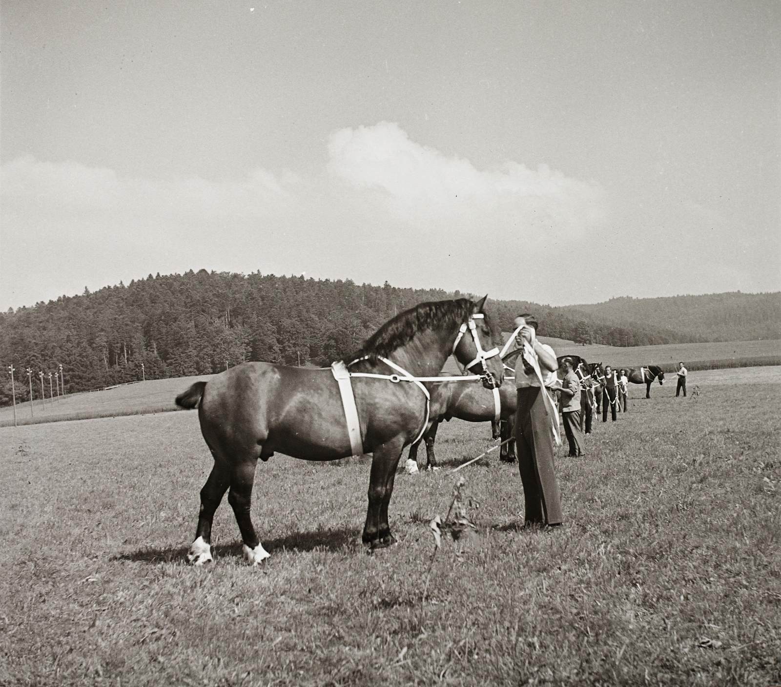 1939, Ebner, ló, lószerszám, lovassport, Fortepan #92308