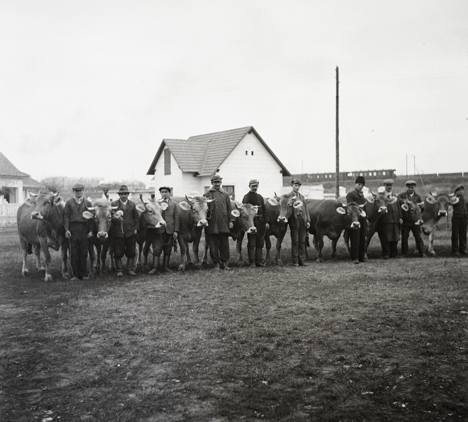 Hungary, Budapest X., Albertirsai út, Mezőgazdasági Kiállítás, a háttérben Kőbánya felső vasútállomás., 1940, Ebner, cattle, Budapest, Fortepan #92389
