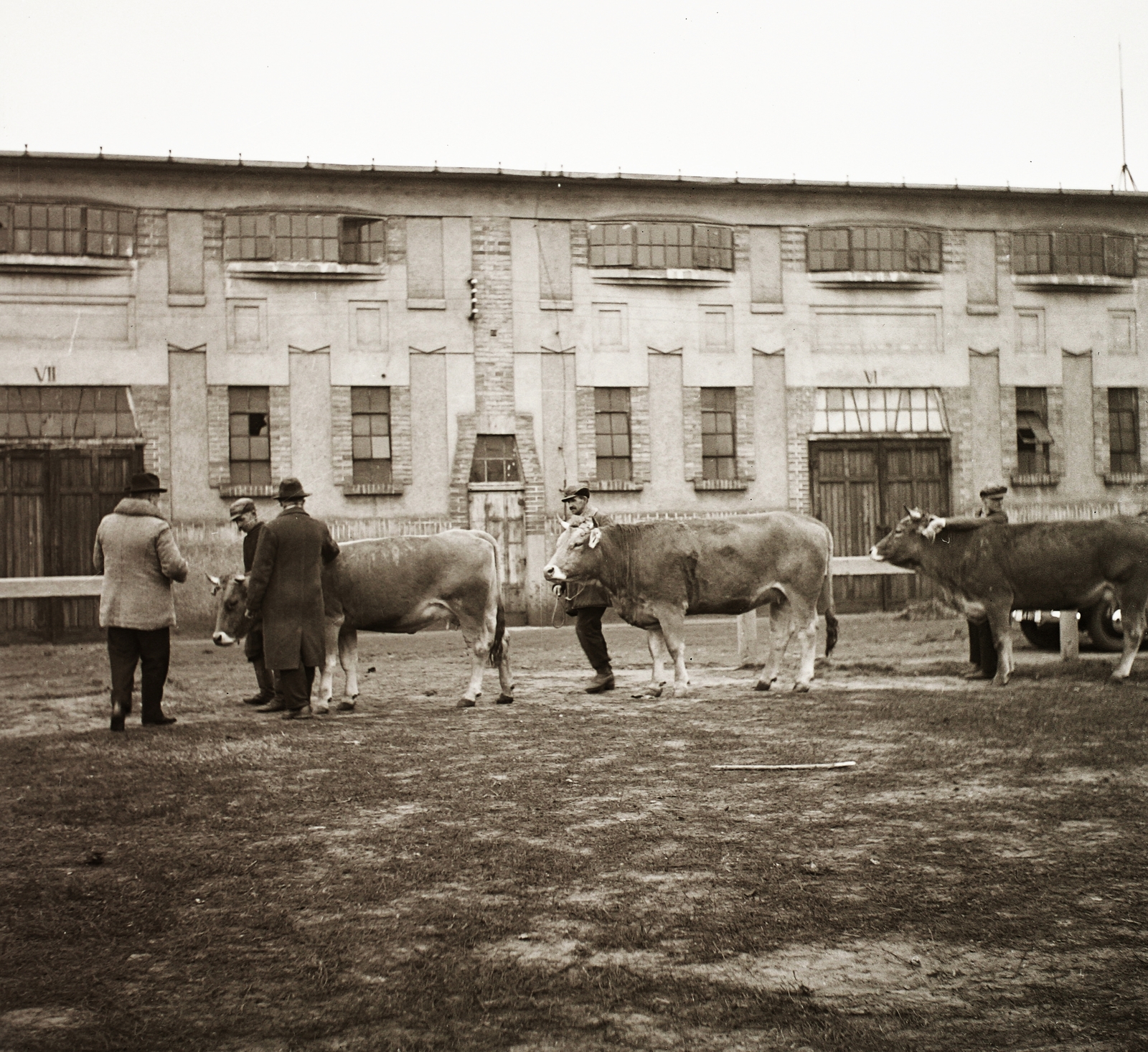 Hungary, Budapest X., Albertirsai út, Mezőgazdasági Kiállítás., 1940, Ebner, cattle, Budapest, Fortepan #92390