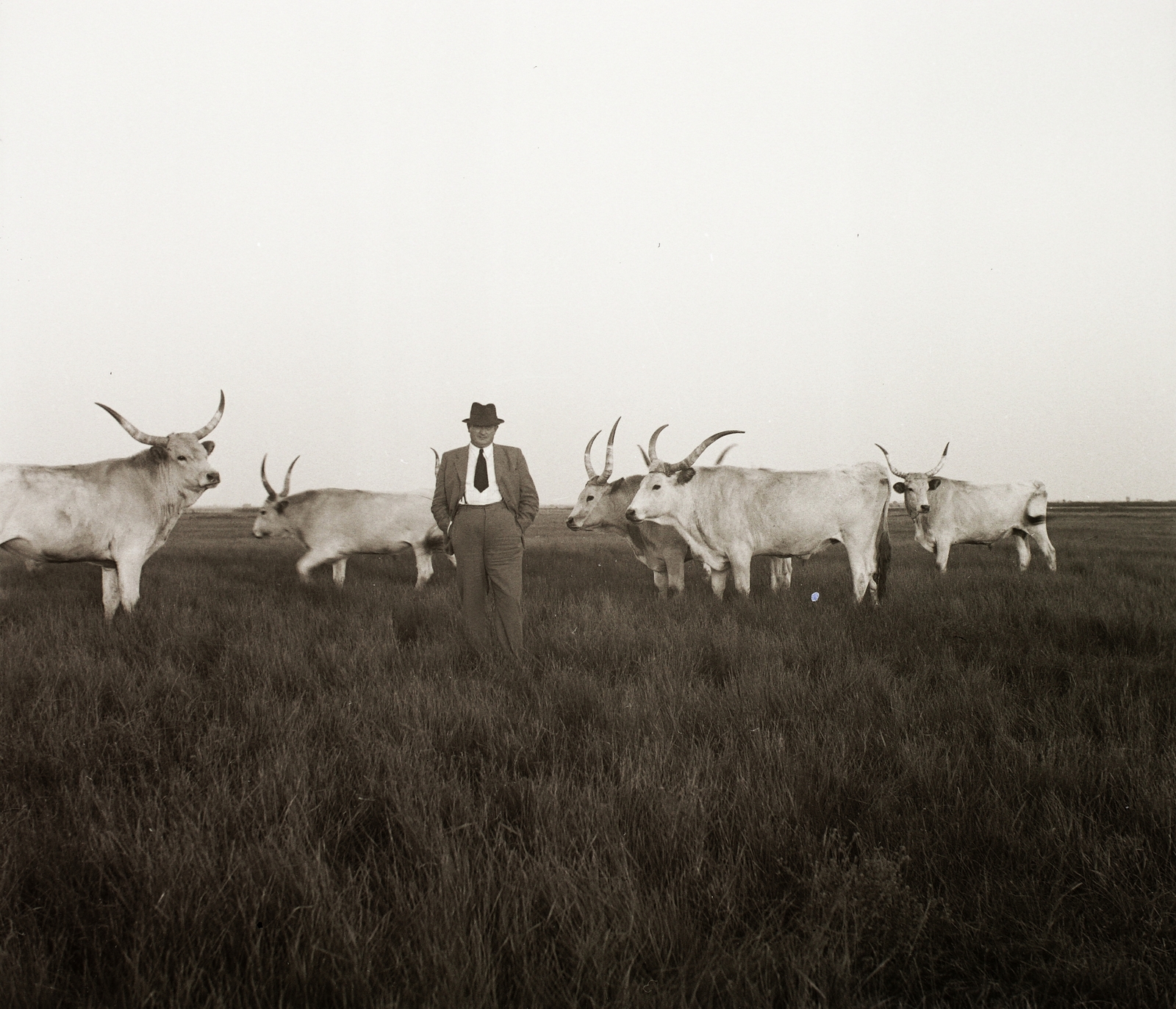 1940, Ebner, cattle, Fortepan #92407