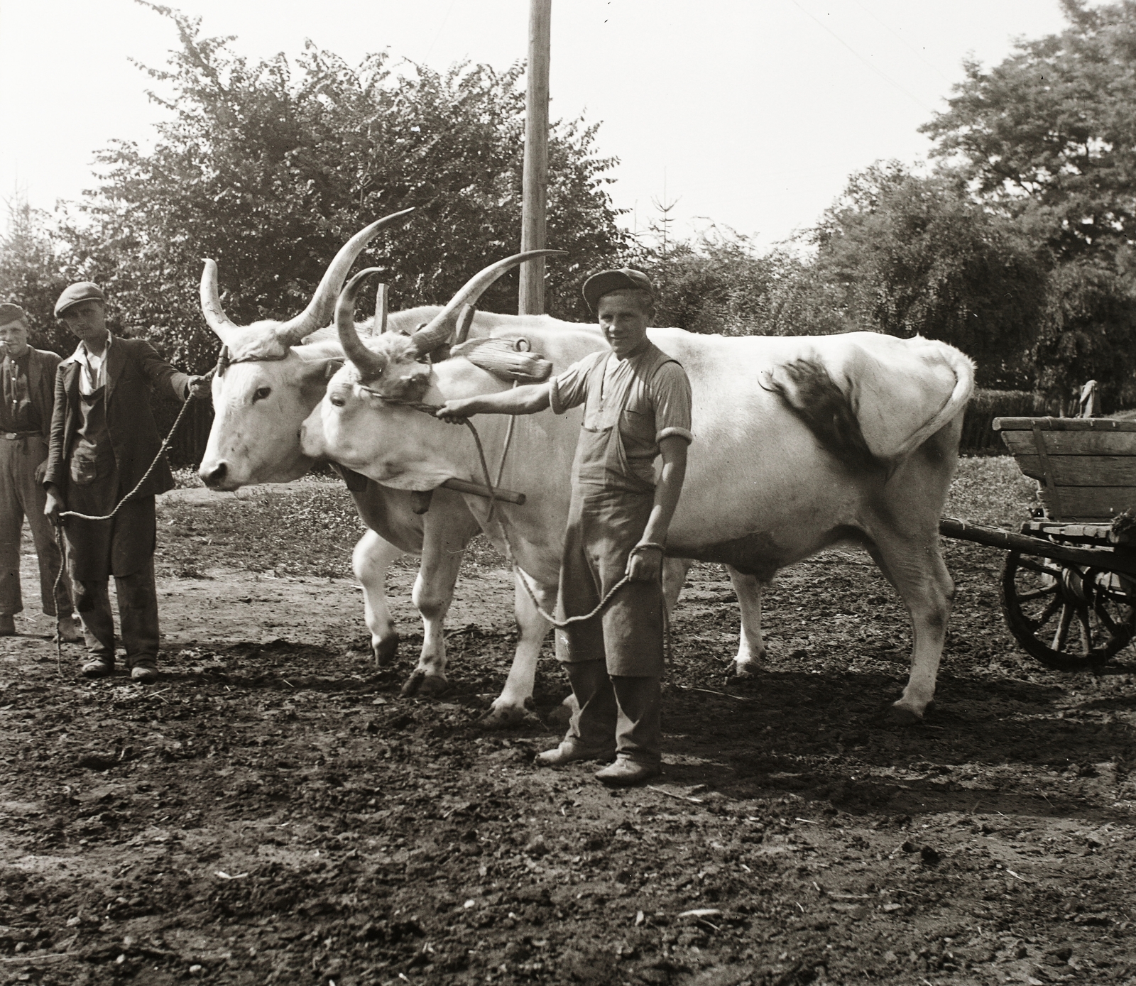 1940, Ebner, cattle, Fortepan #92408