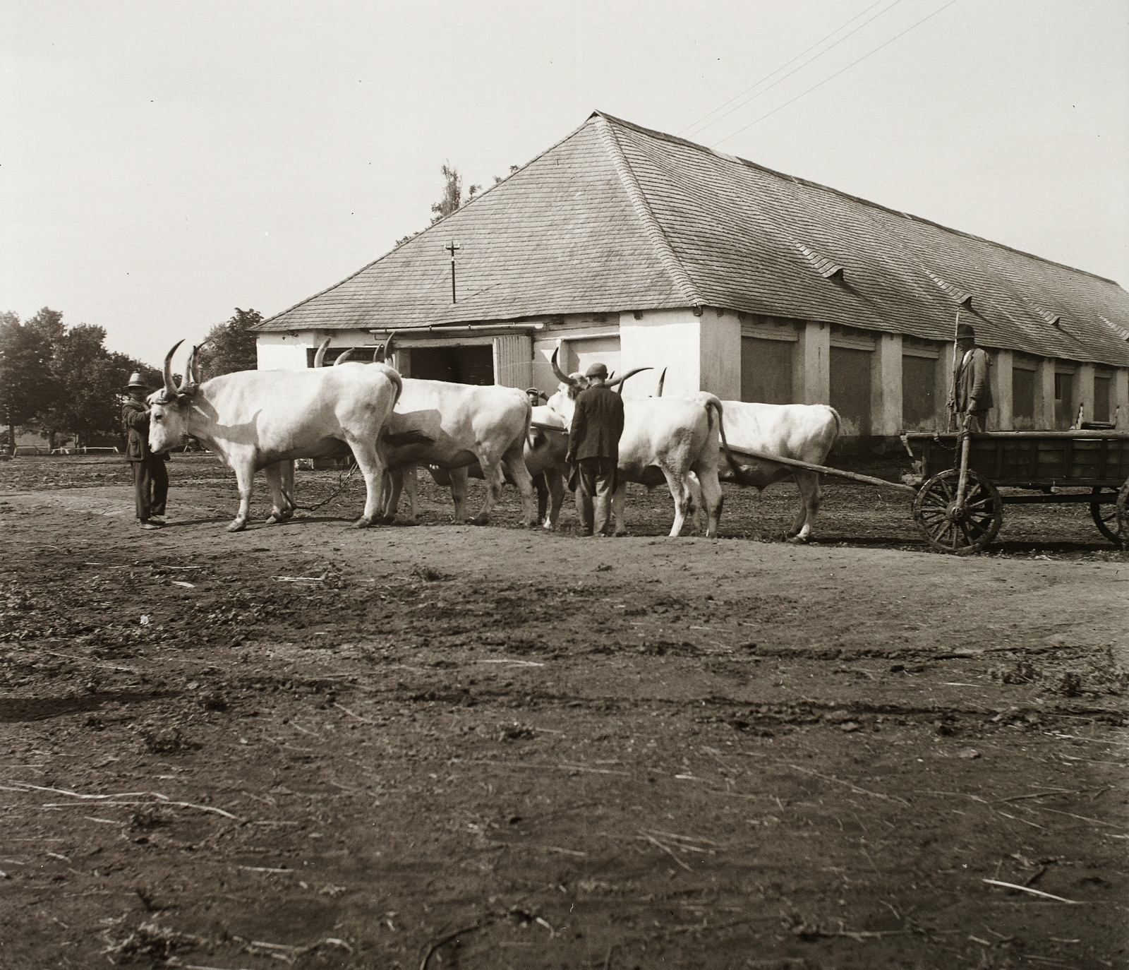 1940, Ebner, szarvasmarha, Fortepan #92411