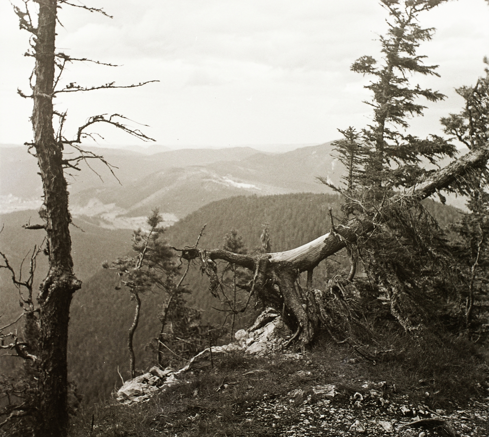 1939, Ebner, wood, view, hillside, Fortepan #92424