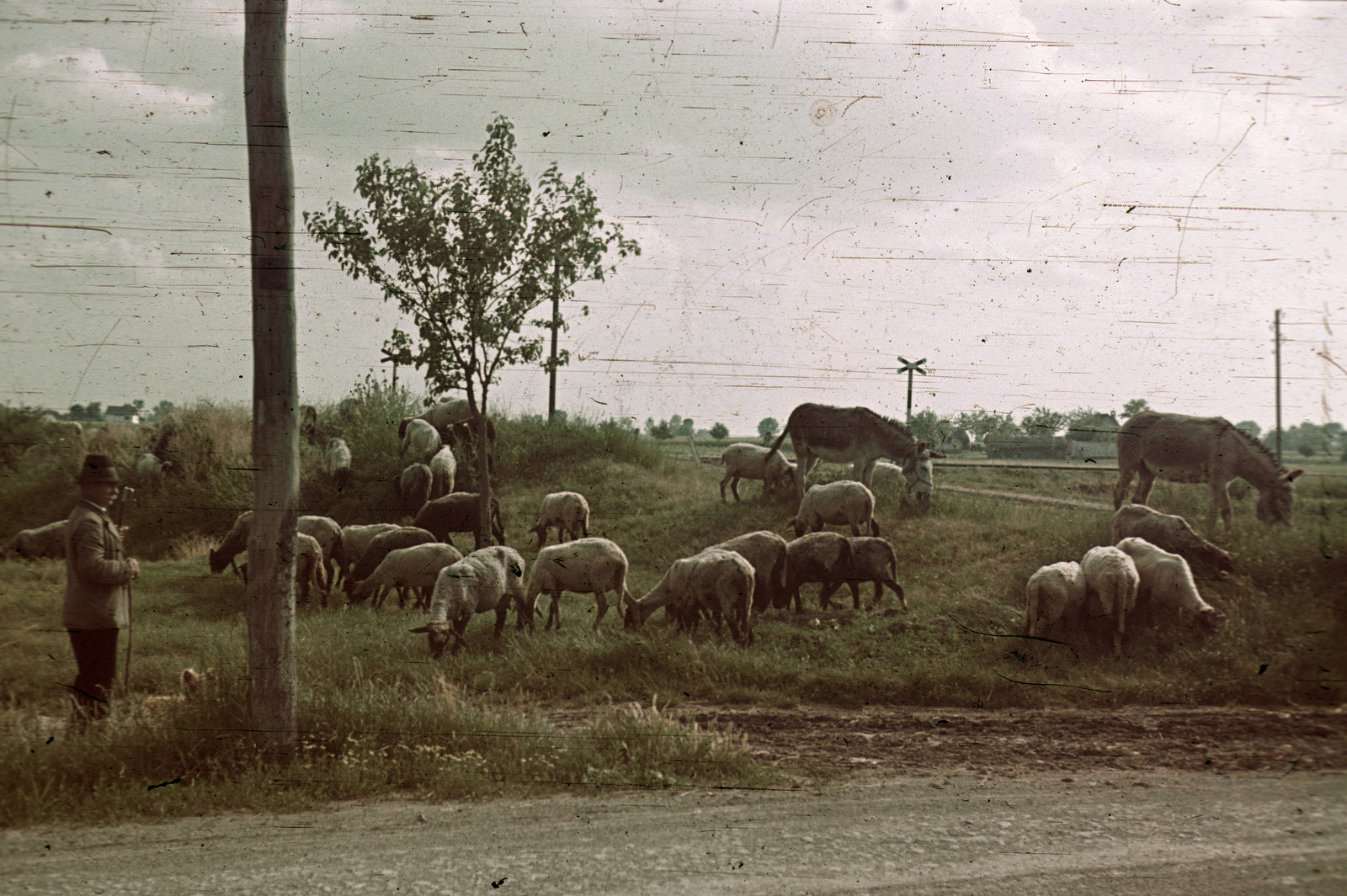 1940, Fortepan, színes, szamár, juh, pásztor, Fortepan #92545