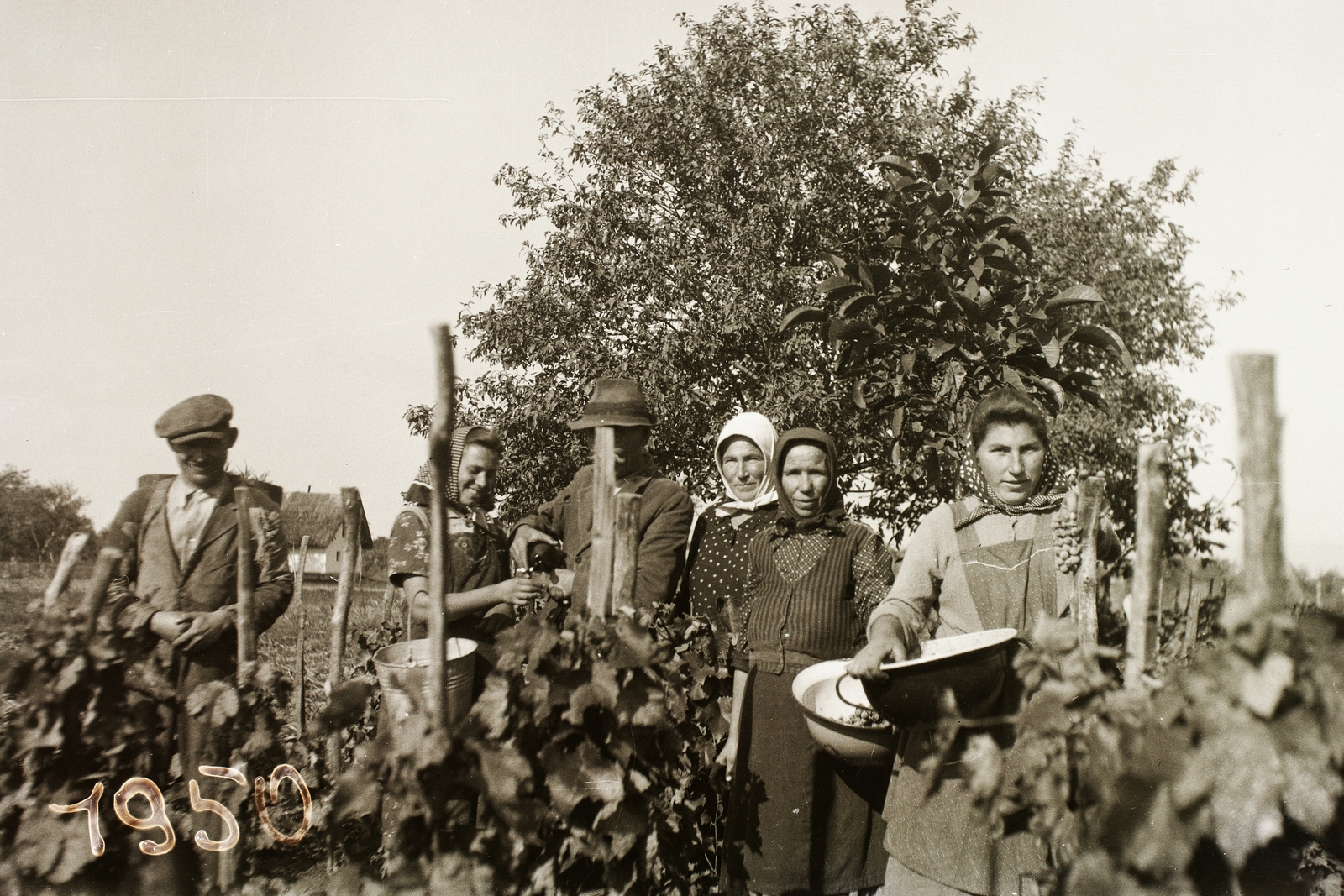 1950, Fortepan/Album002, hat, harvest, tableau, grape, glass, bucket, headscarf, Fortepan #92621