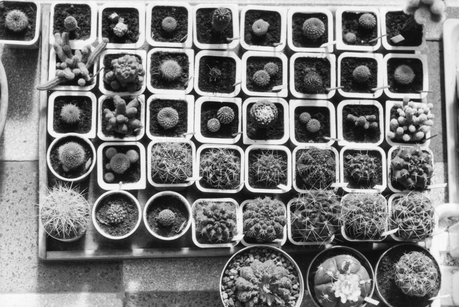 1963, Holenár Csaba és Edina, cactus, Fortepan #93101