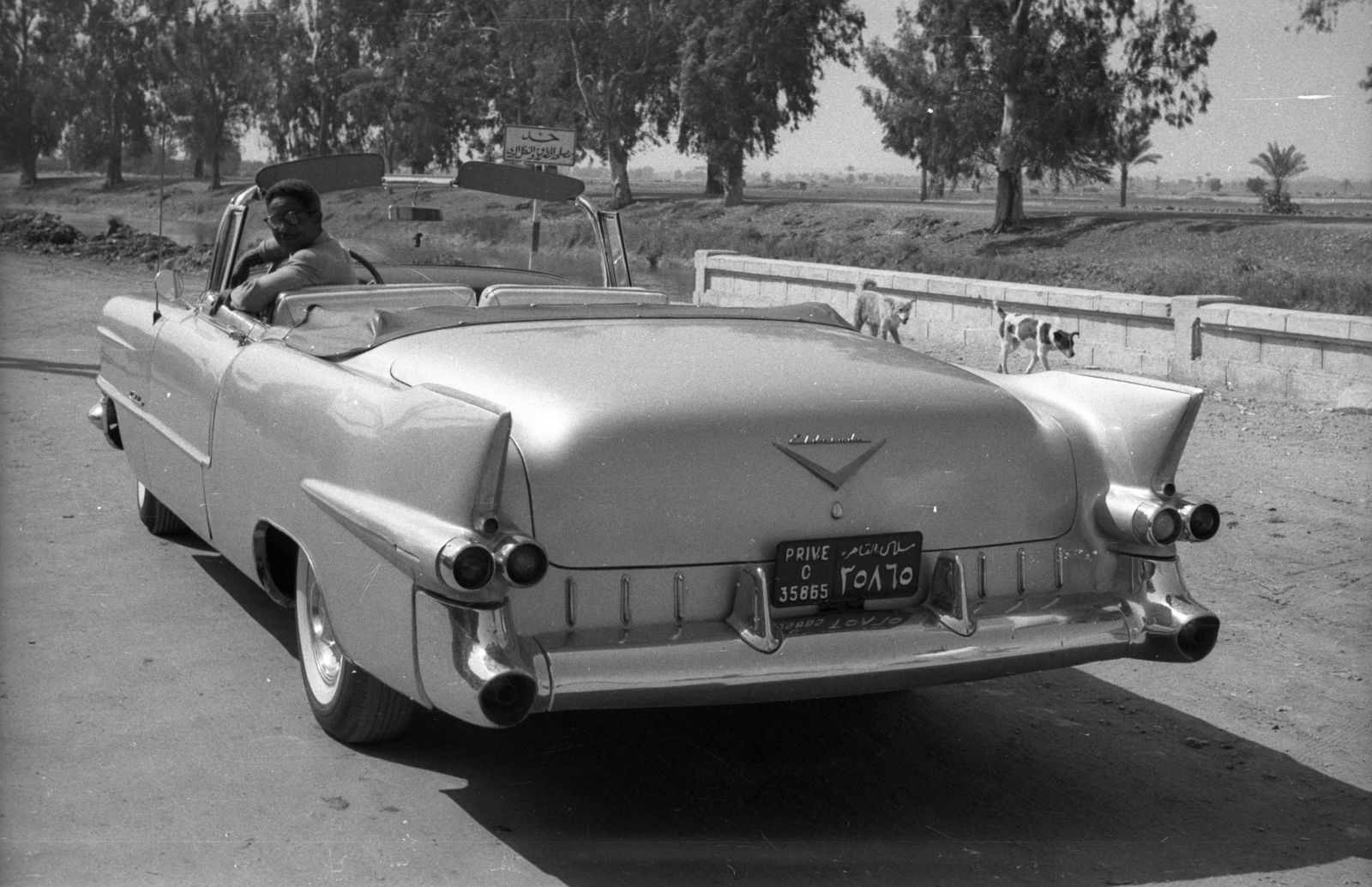 Egypt, 1962, Inkey Tibor, dog, american brand, Cadillac-brand, number plate, place-name signs, convertible, Arabic script, Fortepan #93205
