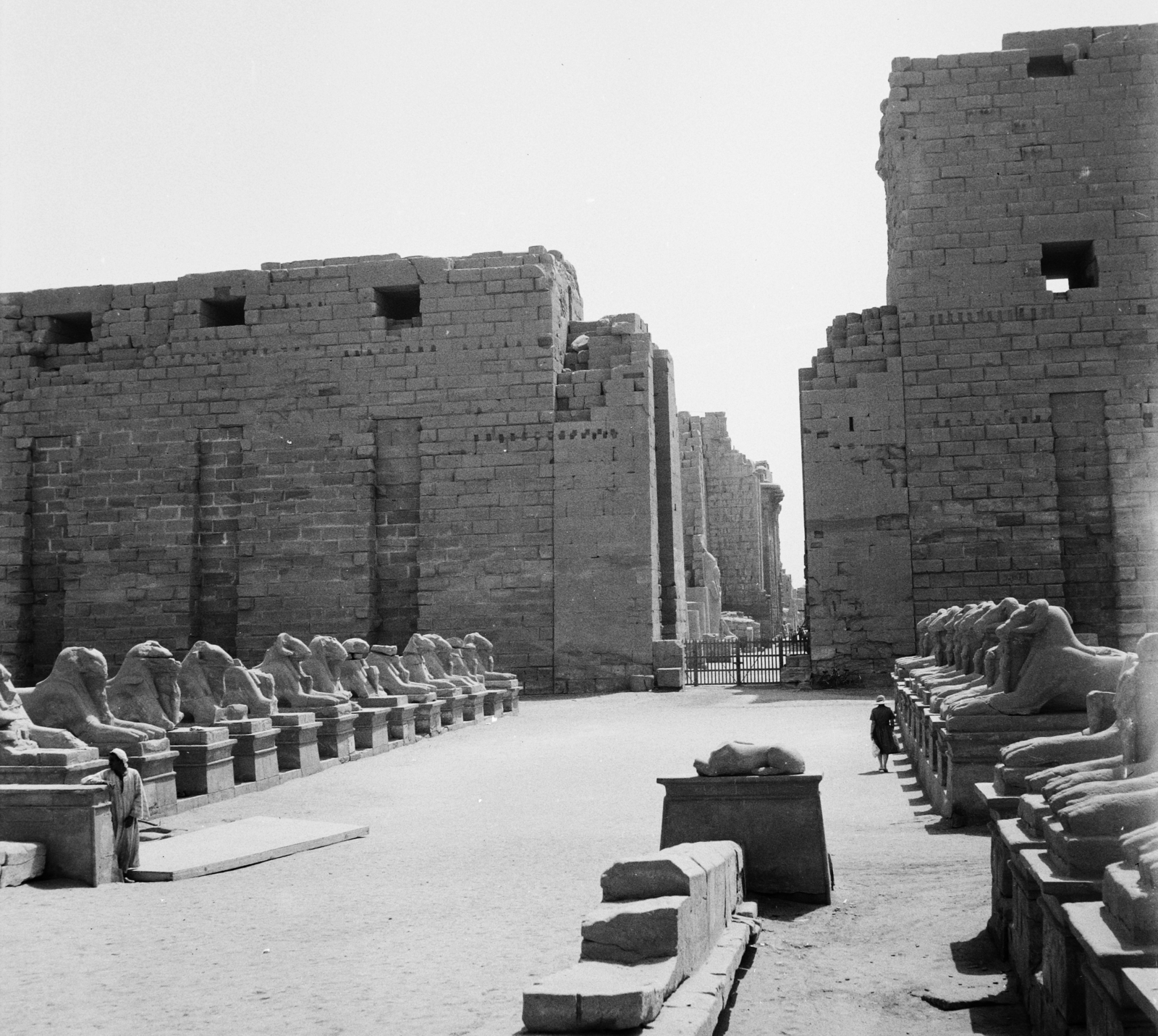 Egypt, Luxor, kosfejű szfinxekkel szegélyezett felvonulási út a karnaki templomhoz., 1962, Inkey Tibor, sculpture, ancient culture, sphinx, Fortepan #93303