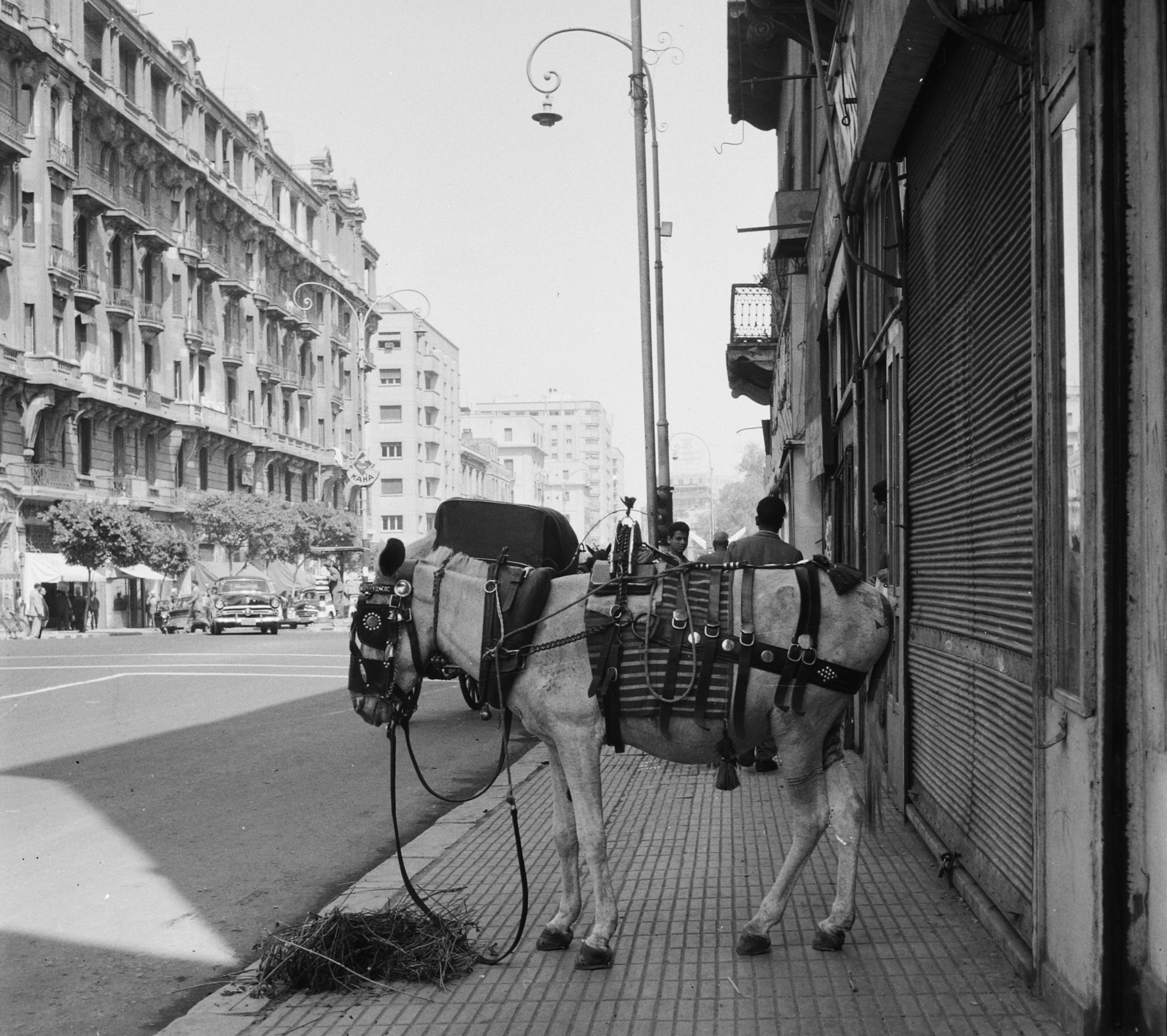 Egypt, Cairo, El-Gomhoreya út az Opera tér felé nézve., 1962, Inkey Tibor, pavement, donkey, Fortepan #93324