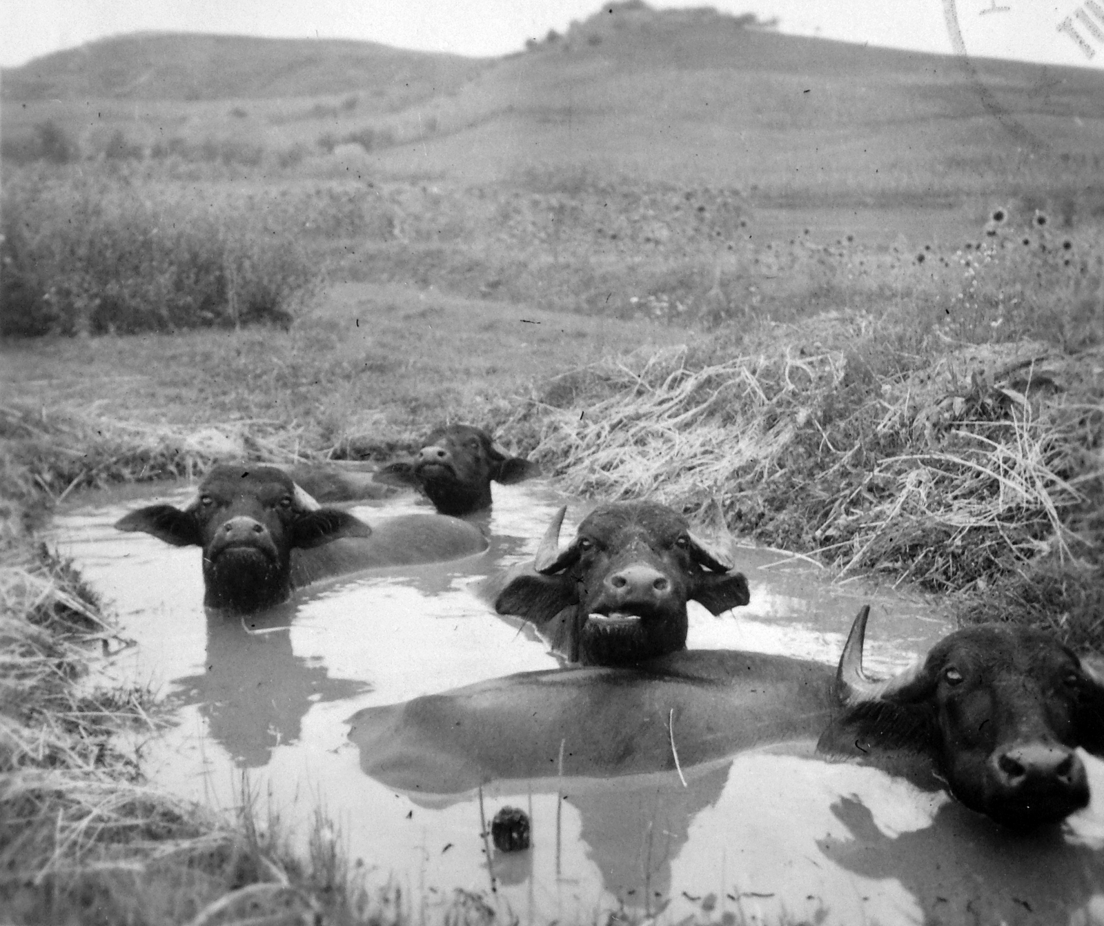 1939, Fortepan, cattle, buffalo, Fortepan #9351