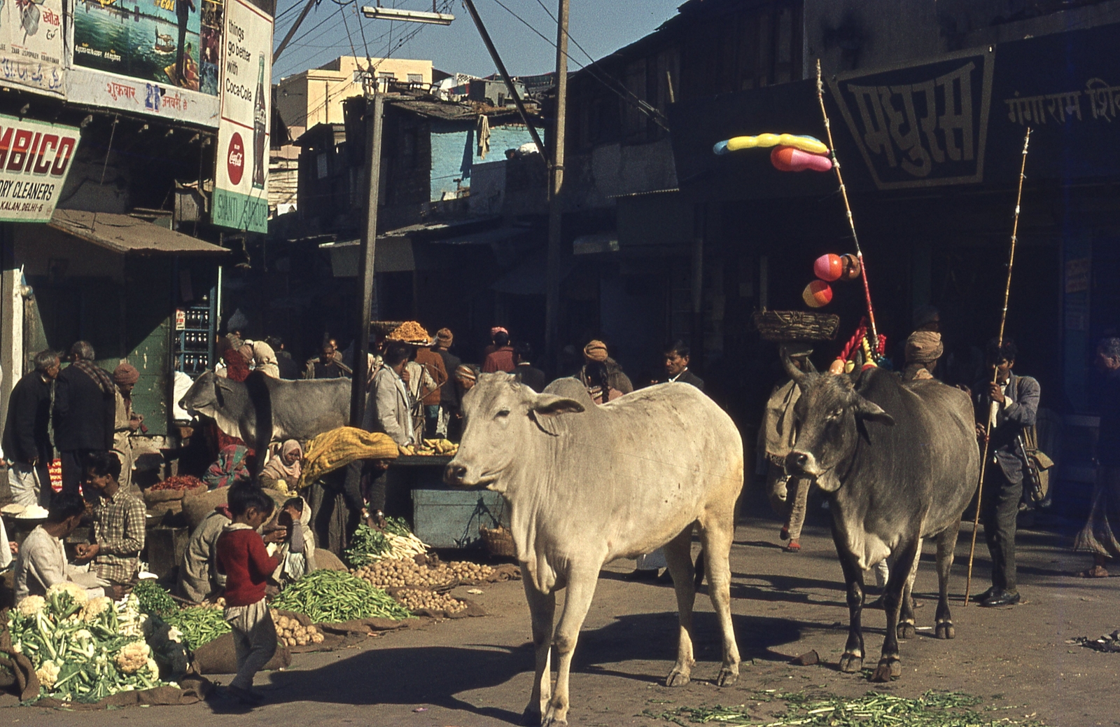 India, Delhi, 1972, Lőw Miklós, színes, szarvasmarha, Fortepan #93676