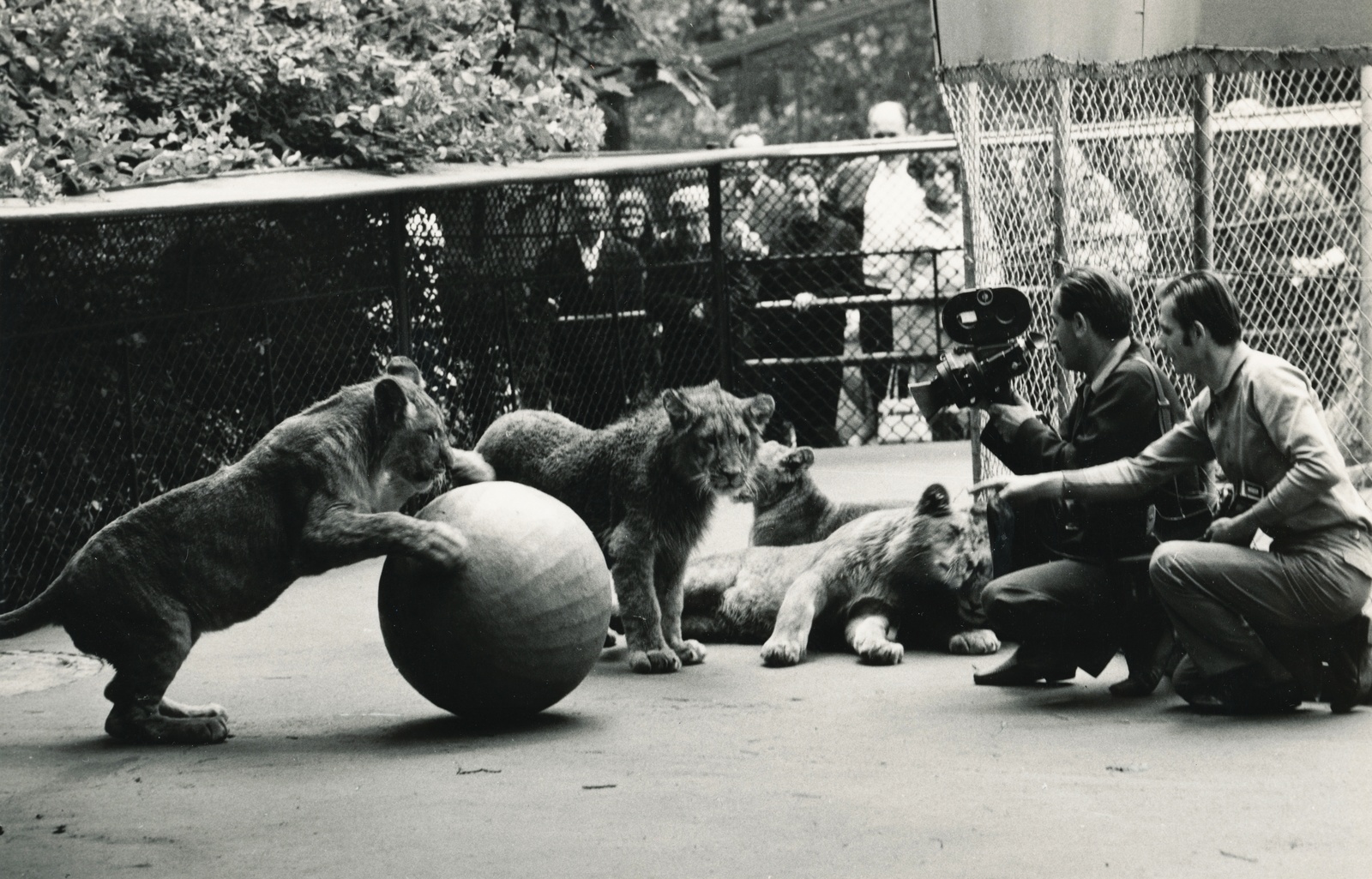 Hungary, Zoo, Budapest XIV., a kamerával Schuller Imre operatőr, filmrendező., 1975, Schuller Judit, lion, movie camera, Budapest, zoo, glass ball, Fortepan #94091