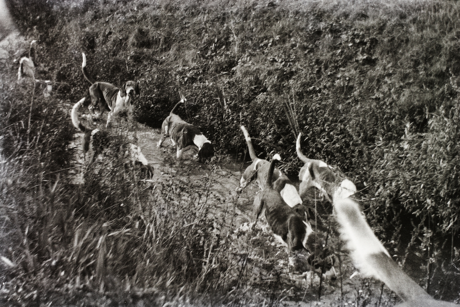 1933, Turbéky Eszter, dog, hunting, Fortepan #94223