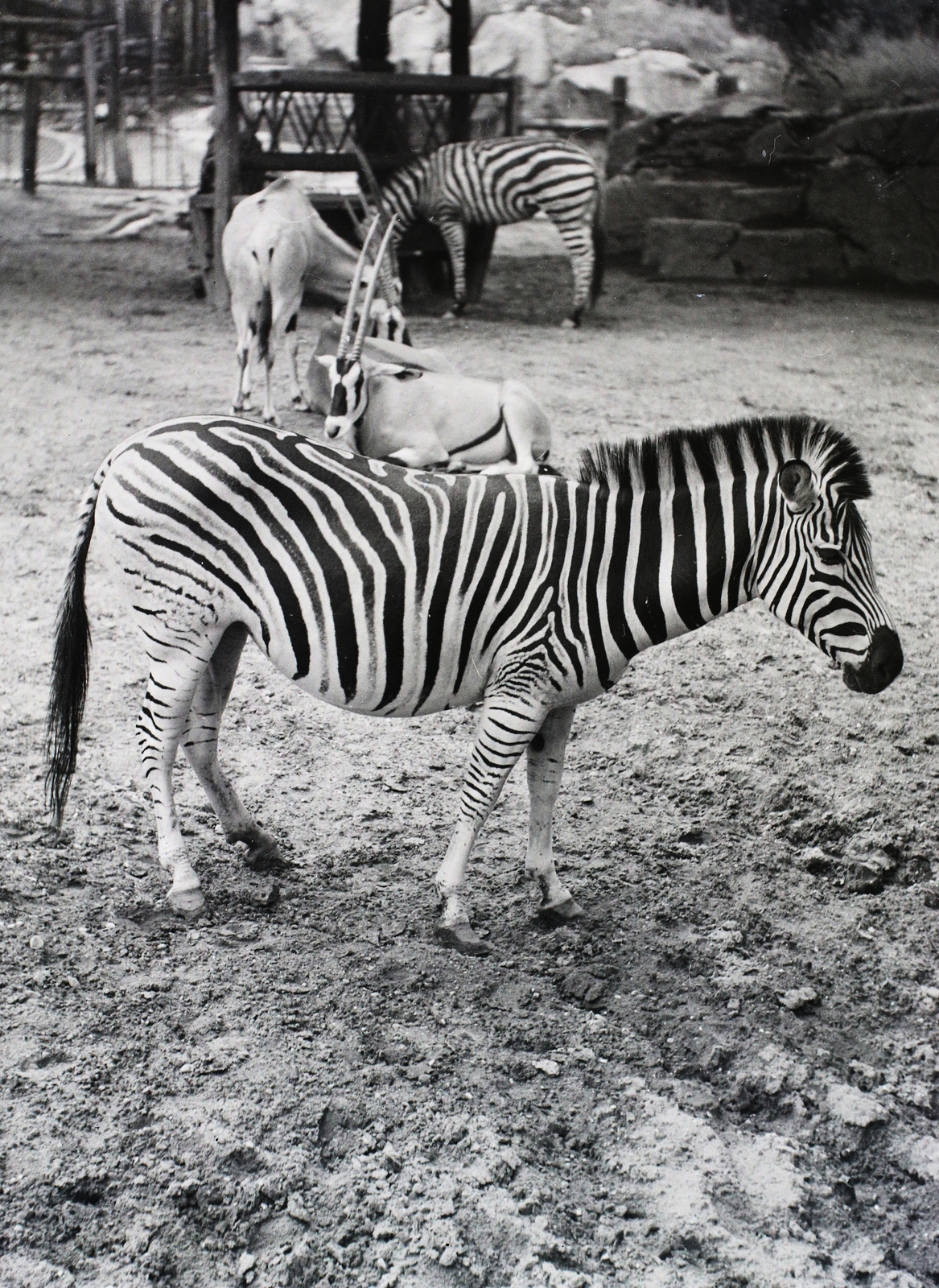 Hungary, Zoo, Budapest XIV., 1940, Vaskapu utca, Budapest, antelope, Fortepan #94467