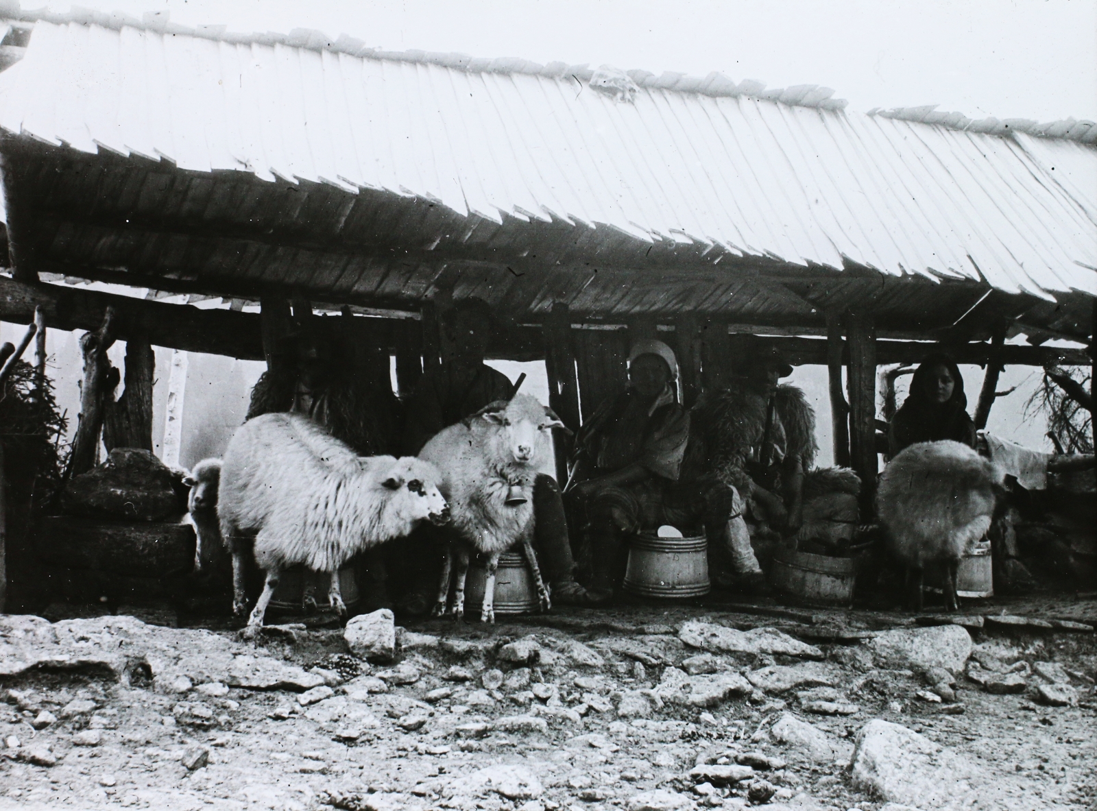 Romania,Transylvania, juh fejés., 1909, Magyar Földrajzi Múzeum / Diagyűjtemény, sheep, shingle, milking, Fortepan #95047