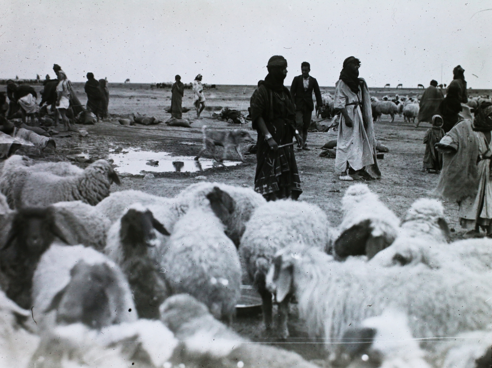 1925, Magyar Földrajzi Múzeum / Diagyűjtemény, sheep, shepherd, Fortepan #95048