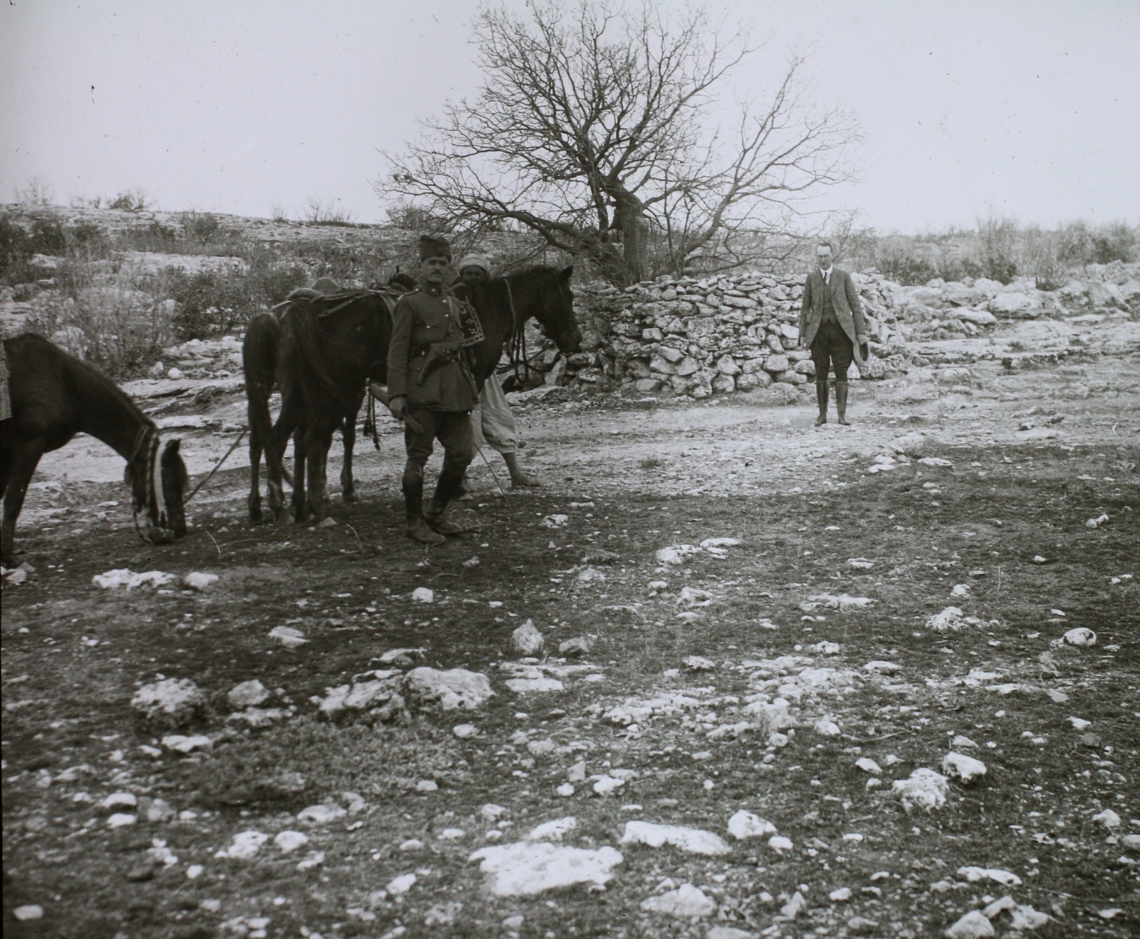 Iraq, a háttérben egy, a Jazidi vallás hívei által szentnek tartott fa, Erbil városától keletre., 1925, Magyar Földrajzi Múzeum / Diagyűjtemény, horse, Fortepan #95153