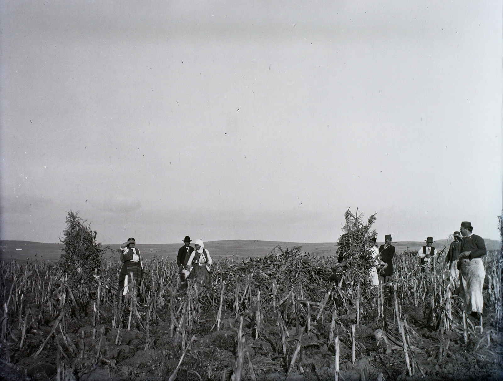 1905, Zichy, agriculture, corn, Fortepan #95329