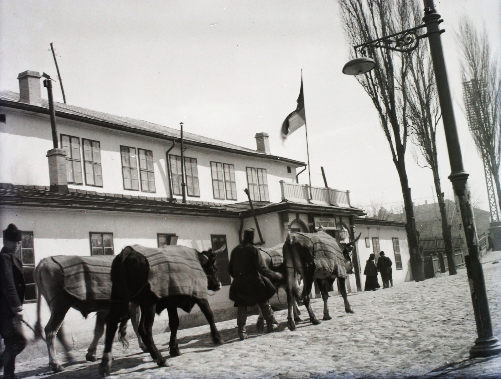 Szerbia, Belgrád, a Szerb Nemzetgyűlés épülete., 1906, Zichy, zászló, bivaly, cirill írás, Fortepan #95335