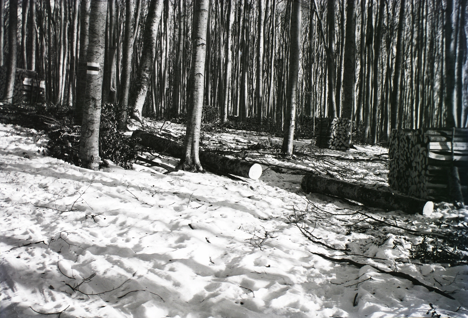 Magyarország, Bánkút, 1932, Schermann Ákos, Schermann Szilárd, tél, tüzelő, hó, Fortepan #95449