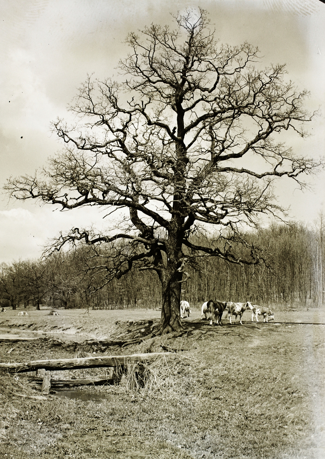 Magyarország, Gerecse hegység, a Pes-kő hegy közelében., 1931, Schermann Ákos, Schermann Szilárd, szarvasmarha, fa, Fortepan #95709