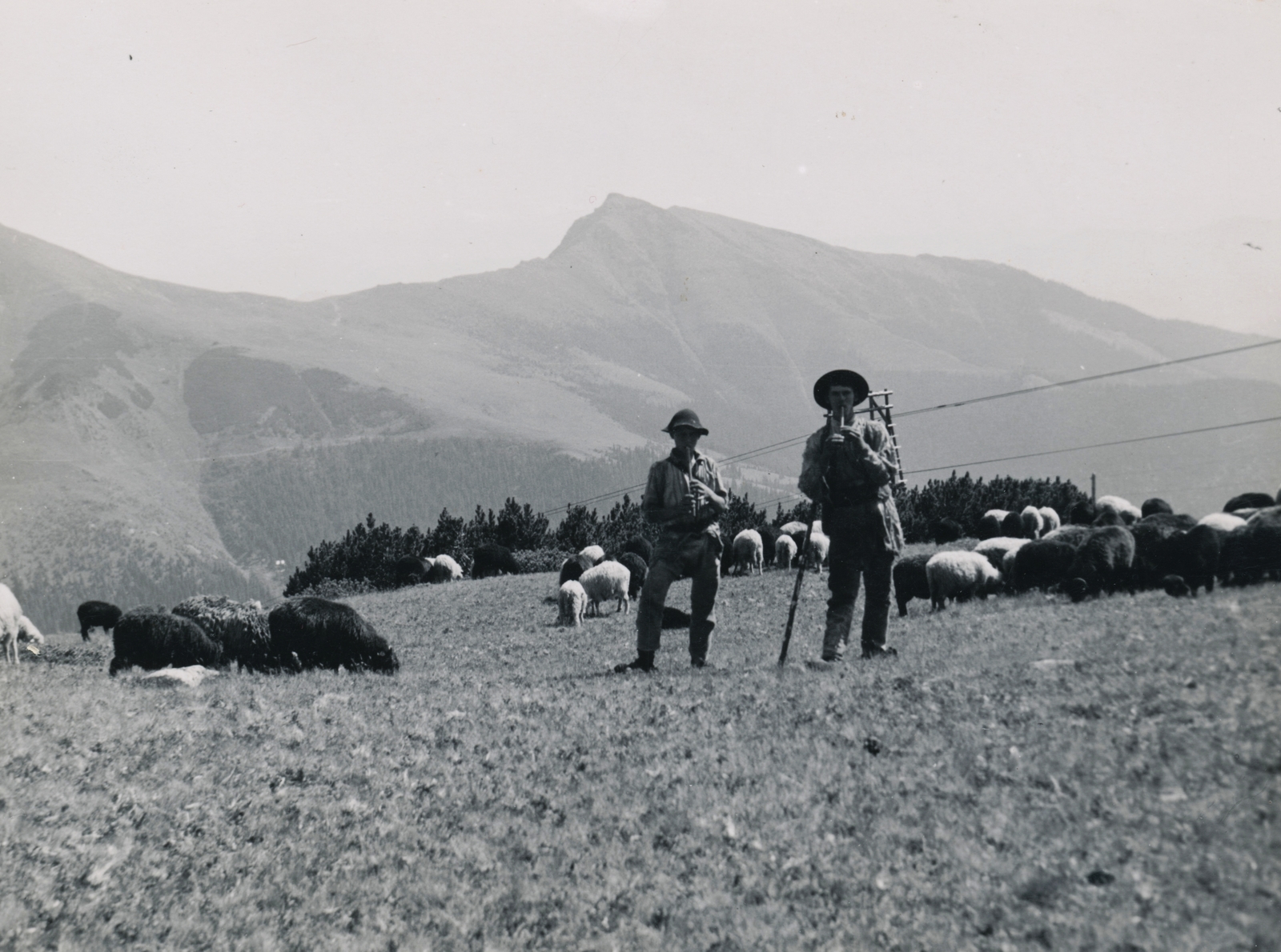Románia,Erdély, Radnai-havasok, a Tó-gerinc (Muntele Coasta Tăului) környéke, szemben az Ünőkő (Vârful Ineu)., 1941, Schermann Ákos, juh, pásztor, nyáj, Fortepan #95737