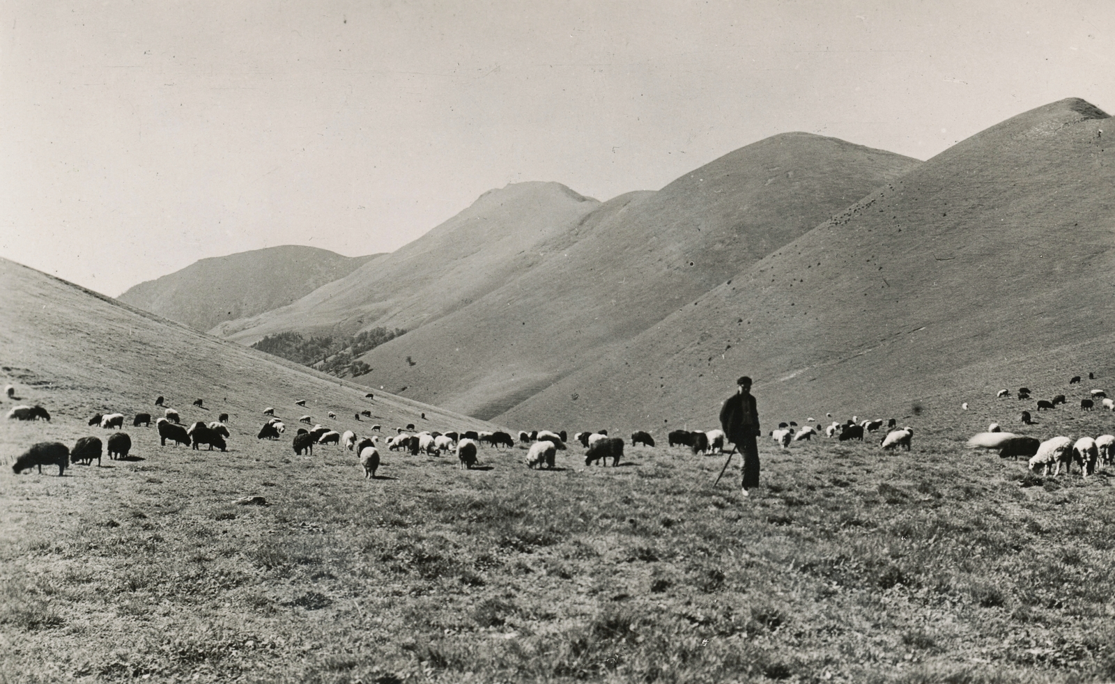 Szlovákia, Kis-Fátra a Steny gerinc a Stohové nyereg felől nézve., 1939, Schermann Ákos, juh, tájkép, pásztor, nyáj, legelő, Első Szlovák Köztársaság, Fortepan #95866