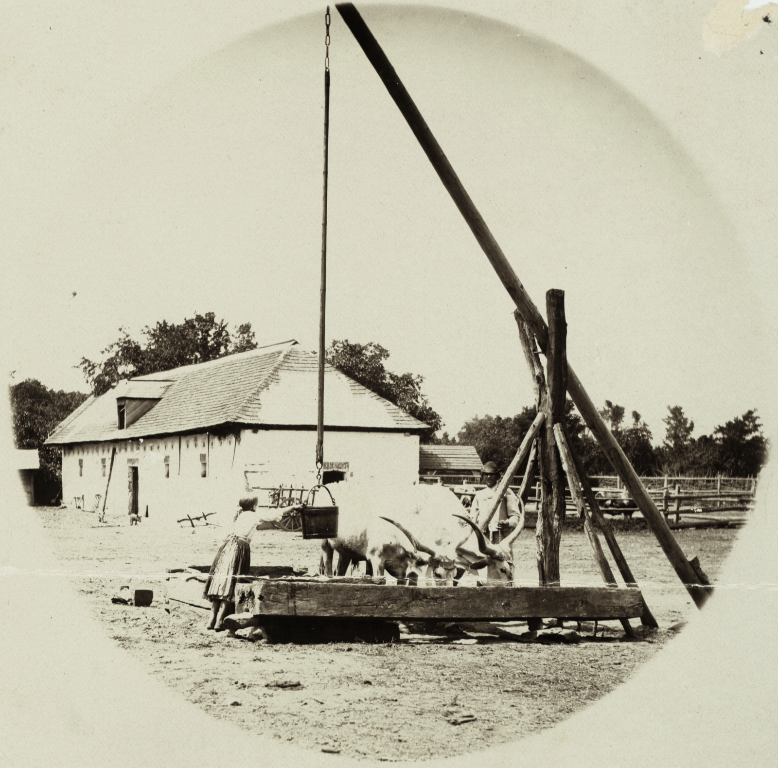 Slovakia, Potvorice, Jeszenszky-major., 1900, Buzinkay Géza, cattle, folk costume, water trough, shadoof, drinking, corral, Hungarian grey cattle, farm, Fortepan #96136
