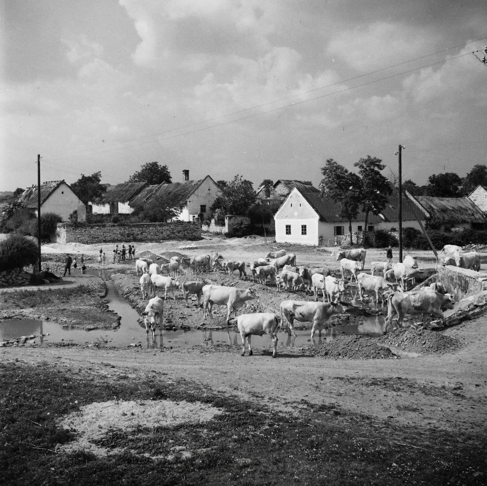 Hungary, Tagyon, jobbra a Petőfi utcai híd a Cserkúti-patak felett, a túlparton balra a Kossuth utca., 1955, Kotnyek Antal, village, cattle, drinking, Fortepan #96295