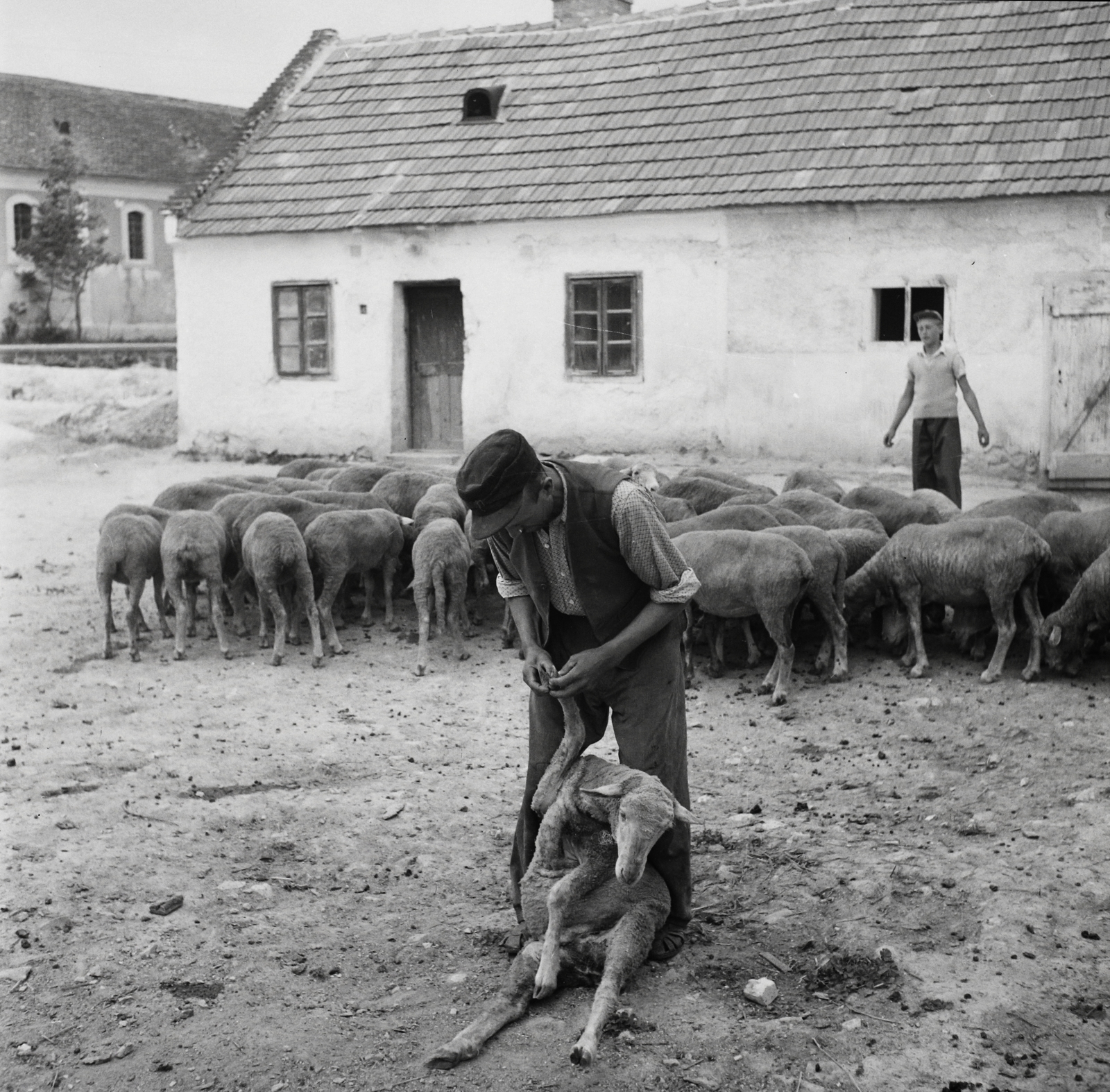 1958, Kotnyek Antal, juh, pásztor, Fortepan #96297