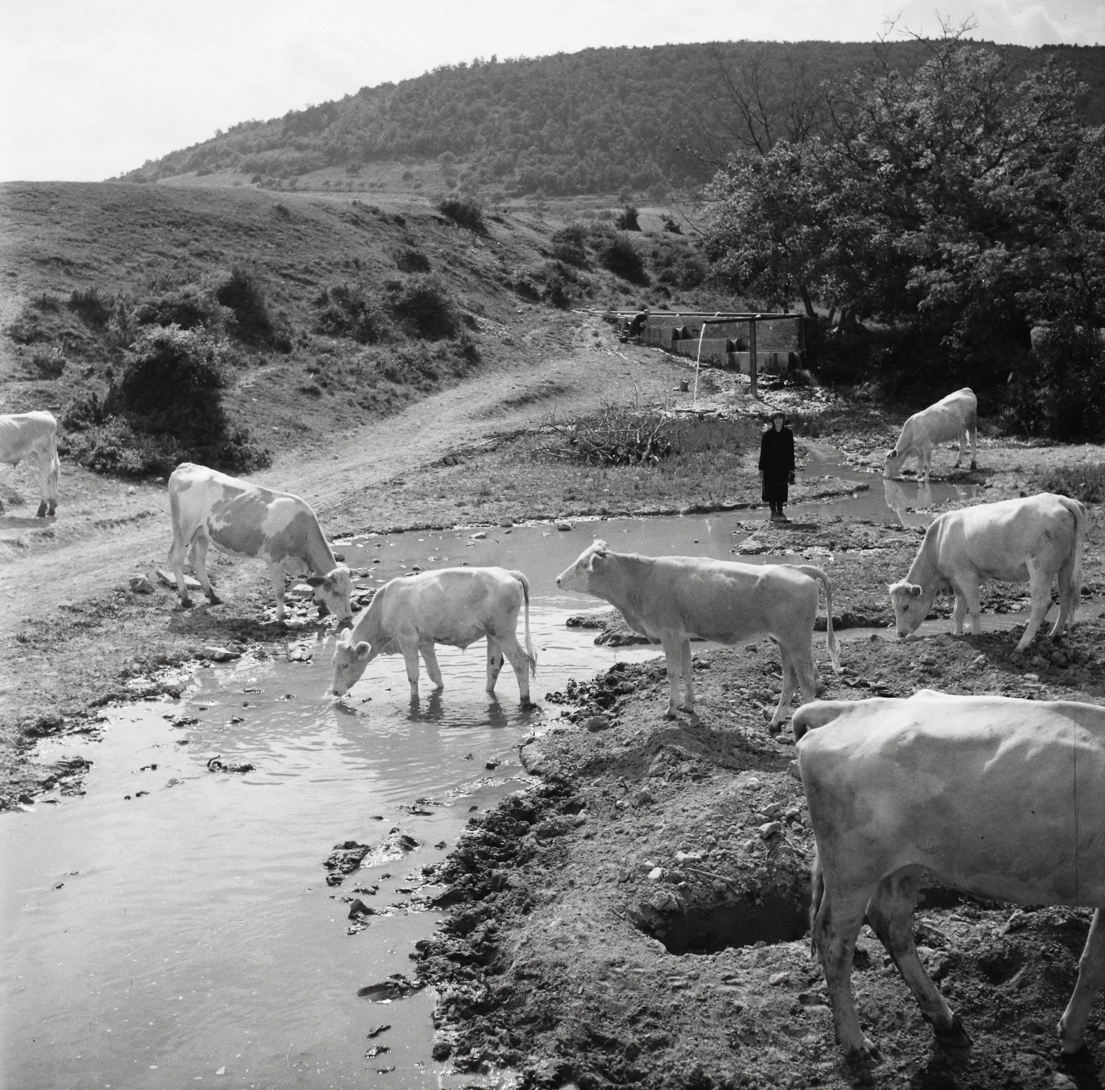 Hungary, Tagyon, a Cserkúti-patak., 1955, Kotnyek Antal, cattle, stream, photo aspect ratio: square, Fortepan #96298