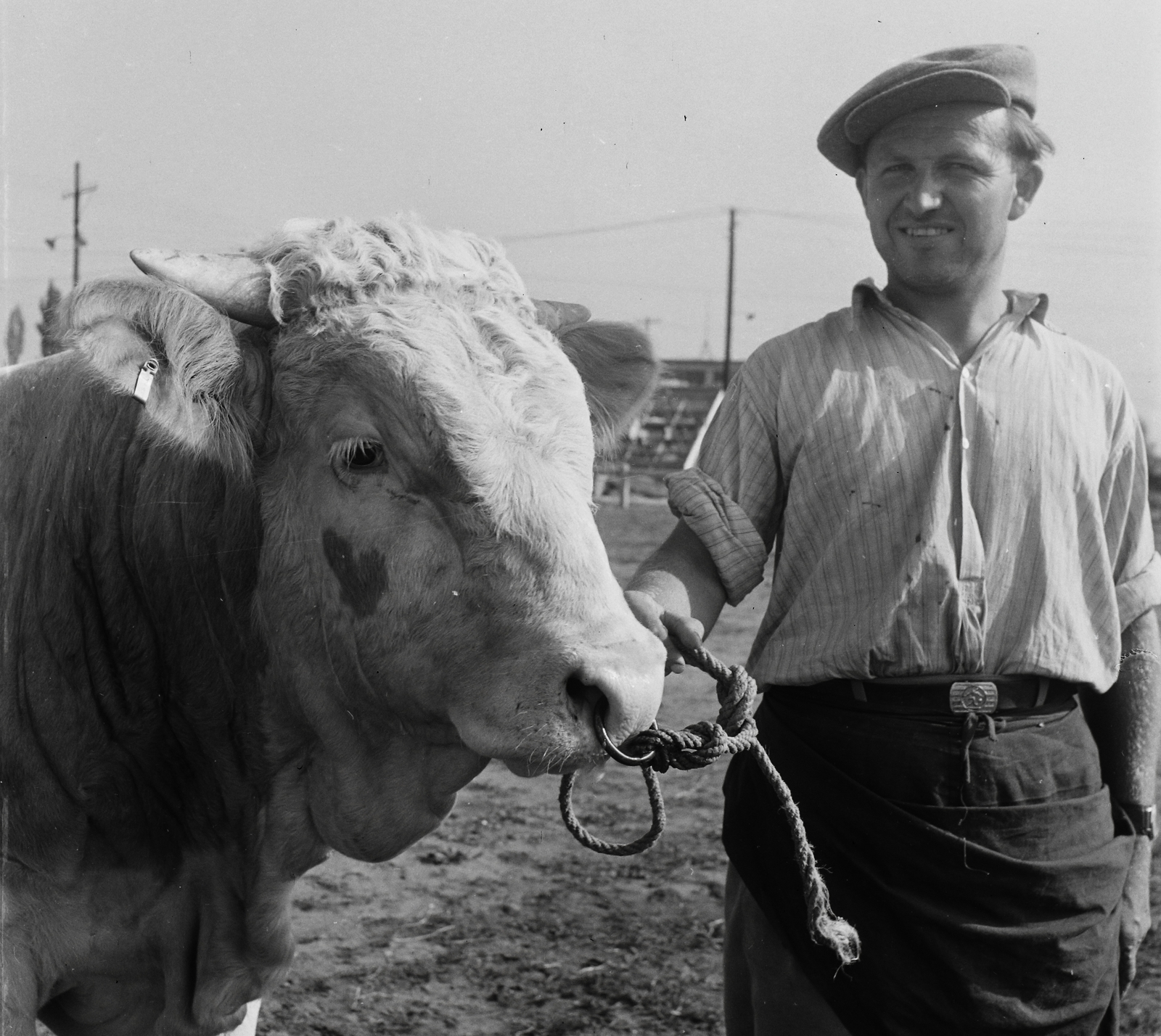 Magyarország, Budapest X., Mezőgazdasági Kiállítás az Albertirsai úti vásár területén., 1954, Kotnyek Antal, Budapest, képarány: négyzetes, szarvasmarha, büszkeség, Fortepan #96454