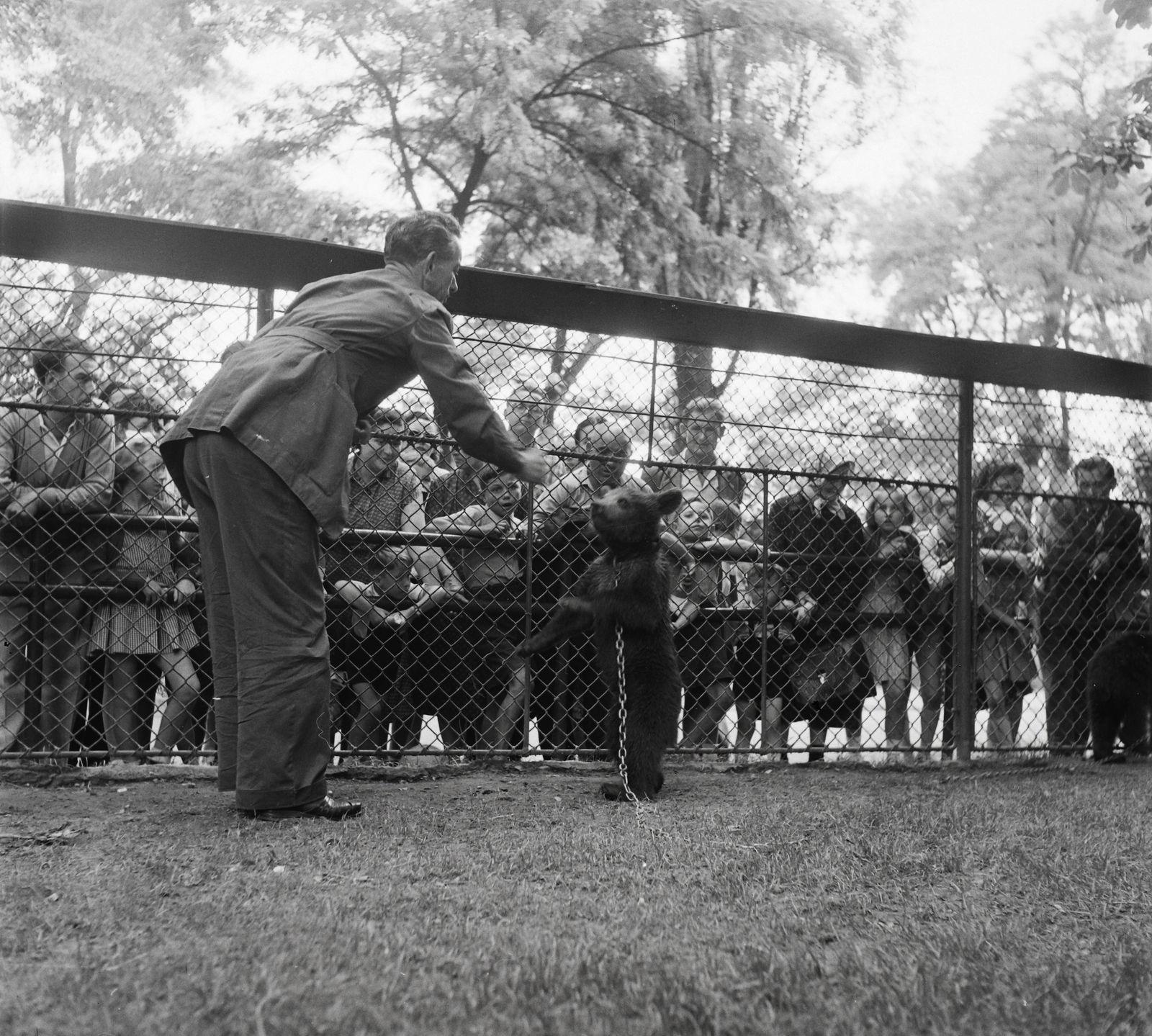 Hungary, Zoo, Budapest XIV., 1956, Kotnyek Antal, bear, Budapest, Fortepan #96456