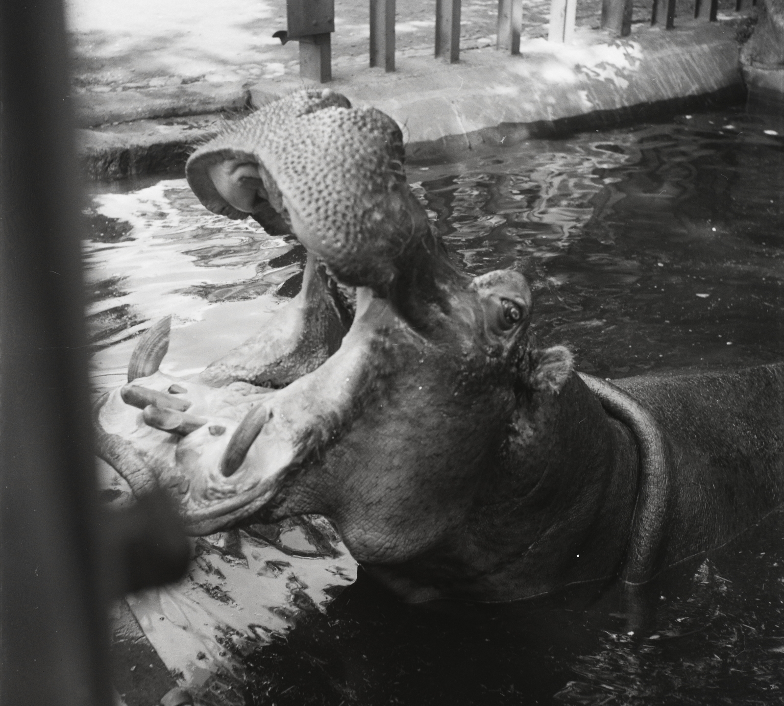 Hungary, Zoo, Budapest XIV., 1956, Kotnyek Antal, hippo, Budapest, Fortepan #96457
