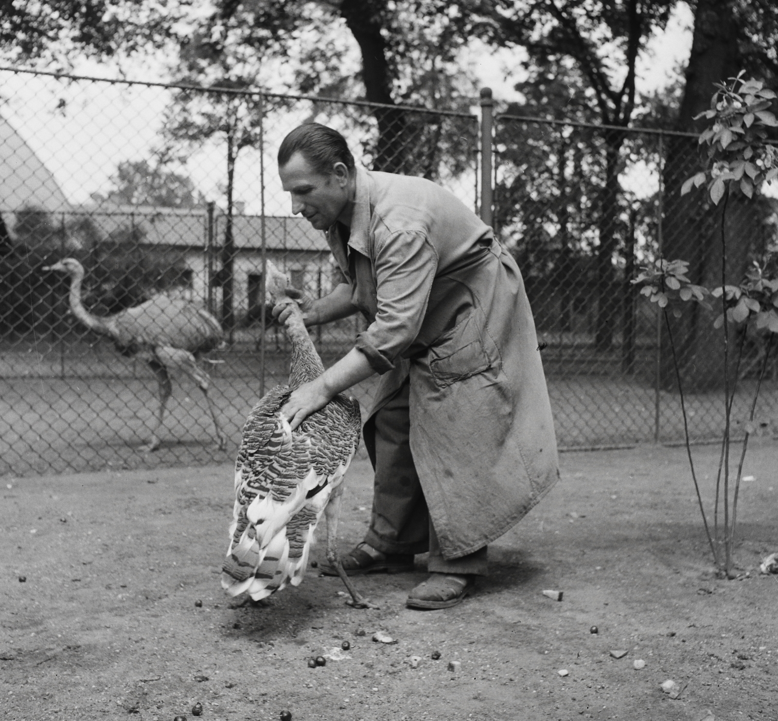 Hungary, Zoo, Budapest XIV., 1956, Kotnyek Antal, Budapest, bird, ostrich, Fortepan #96458