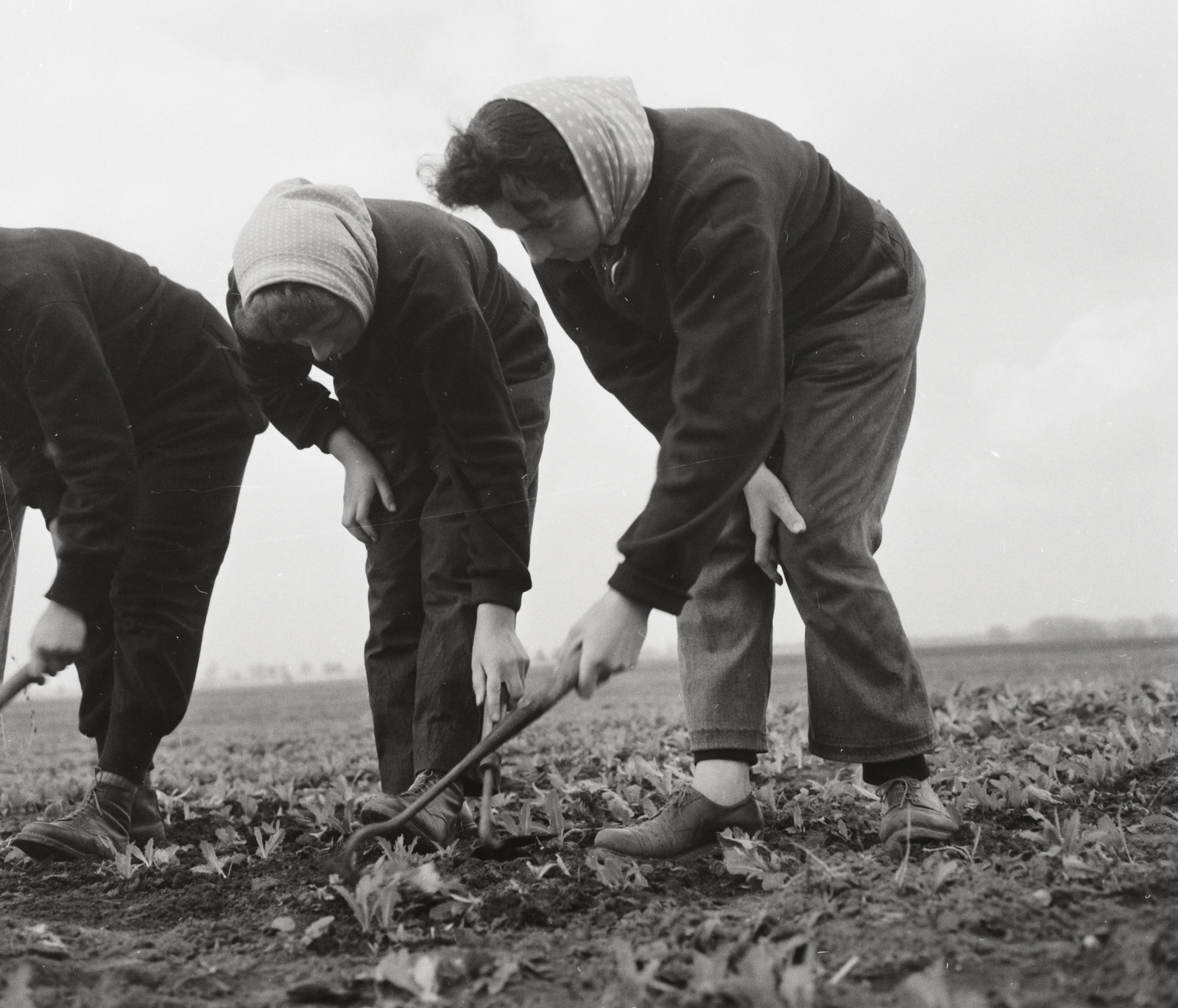 Hungary, Kisbér, Battyány puszta, leányok egyelik a mákot a Virágzó Termelőszövetkezet földjén., 1960, Kotnyek Antal, agriculture, Fortepan #96463