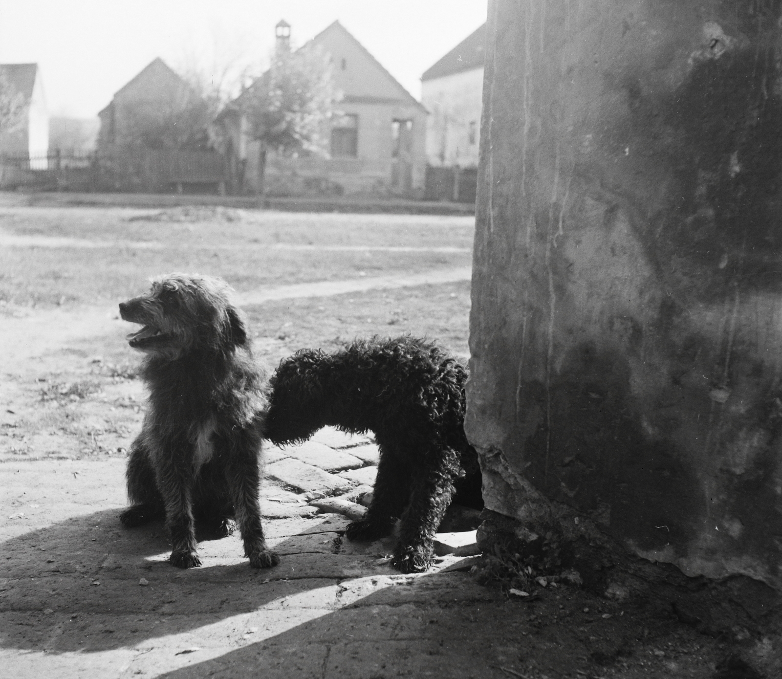 Hungary, Szabadszentkirály, Petőfi Sándor utca. A felvétel a kutyák veszettség elleni beoltásakor készült., 1954, Kotnyek Antal, dog, pavement, wall, shepherd dog, photo aspect ratio: square, Fortepan #96469