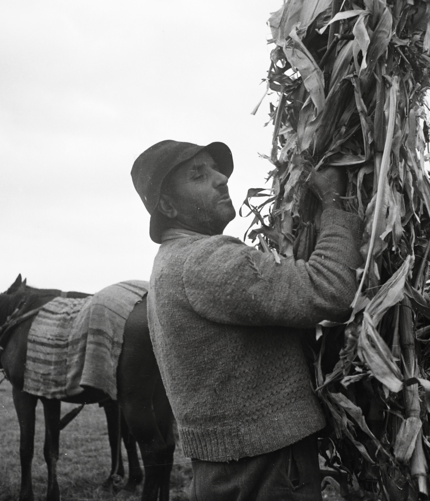 Hungary, Bonyhád, 1954, Kotnyek Antal, hat, horse, man, corn, Fortepan #96481