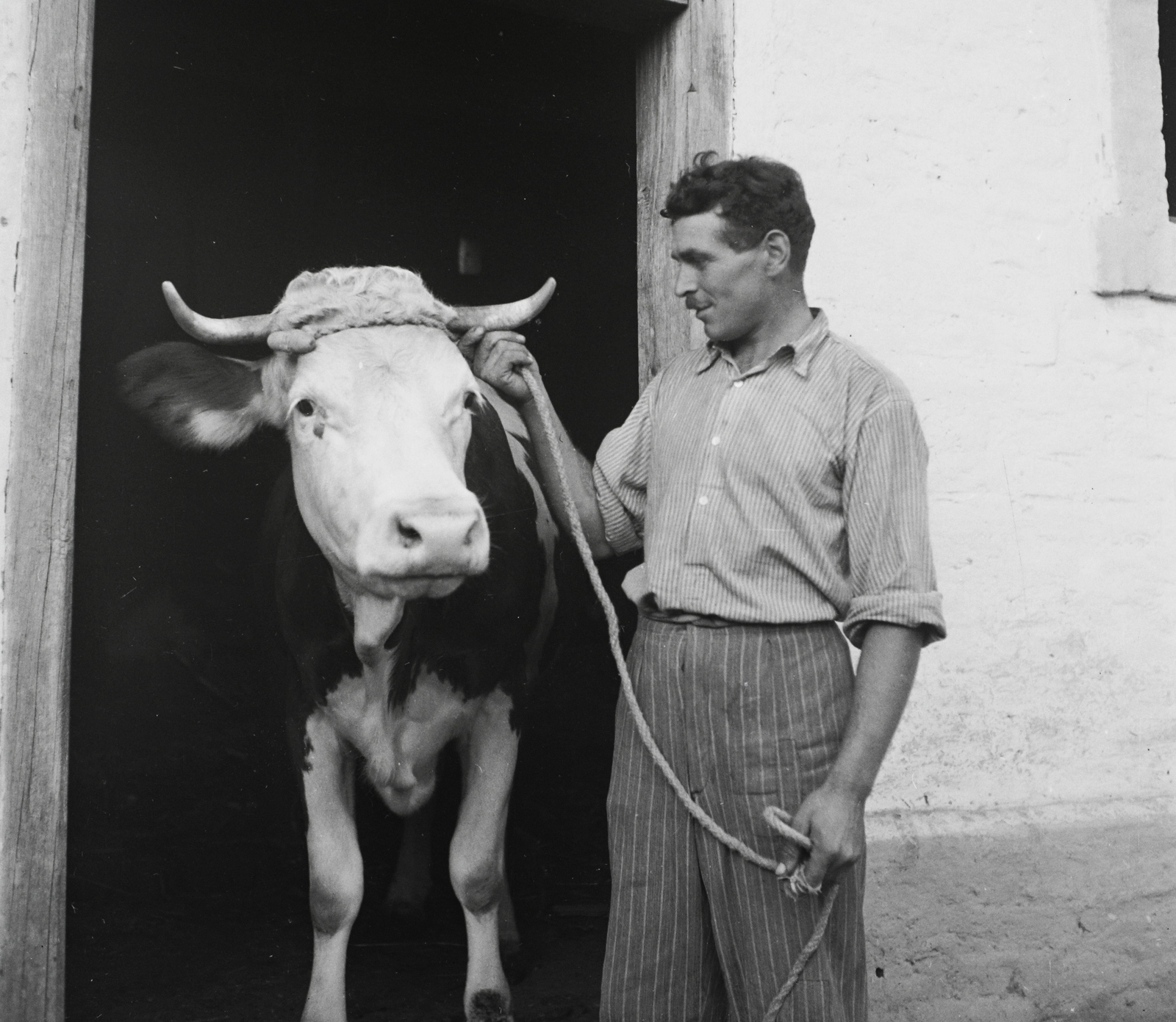 1955, Kotnyek Antal, cattle, man, stable, photo aspect ratio: square, Fortepan #96488