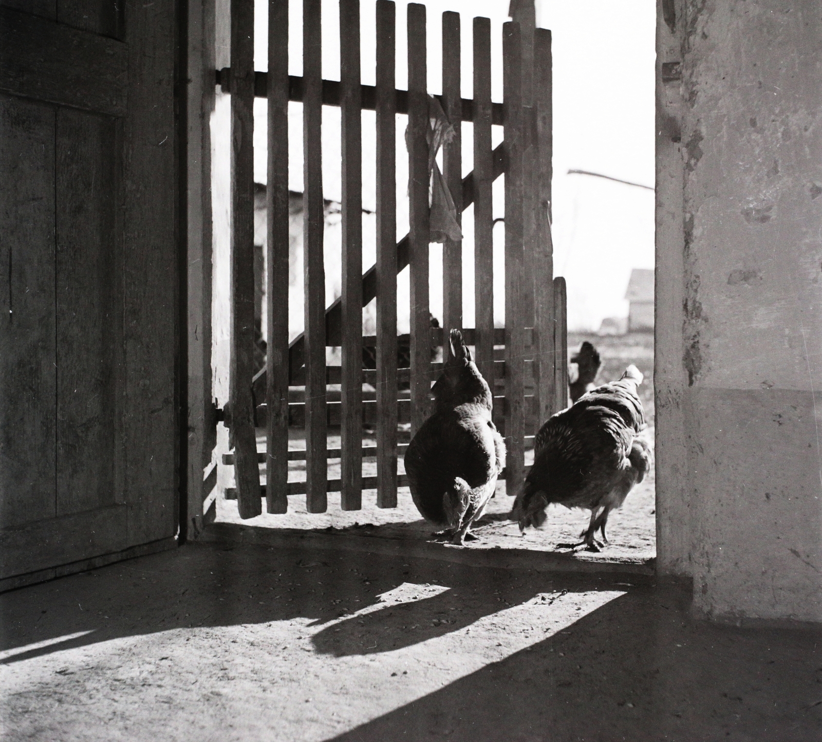 1955, Kotnyek Antal, yard, gate, poultry, photo aspect ratio: square, backlight, Fortepan #96505